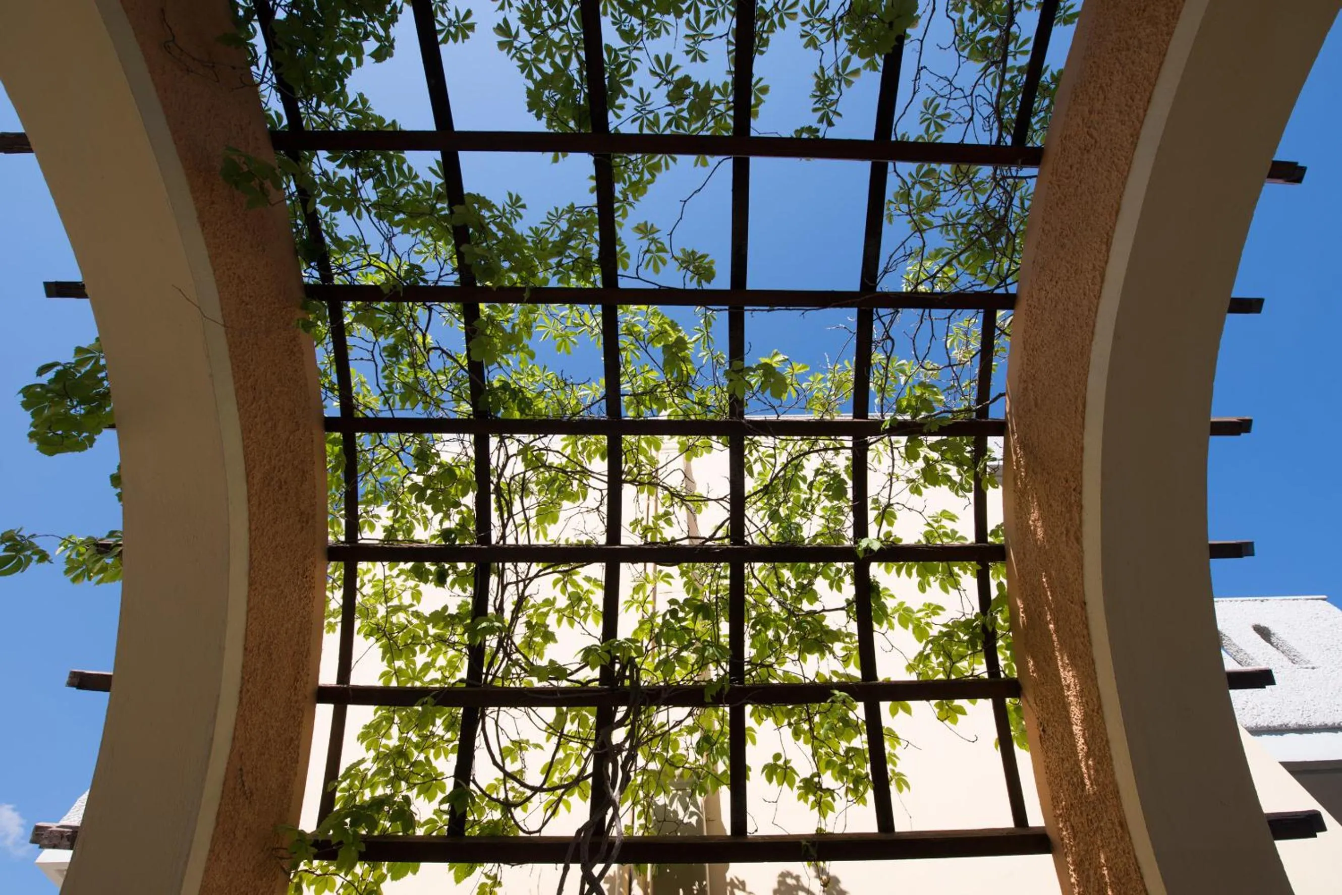 Garden in Nireas Hotel