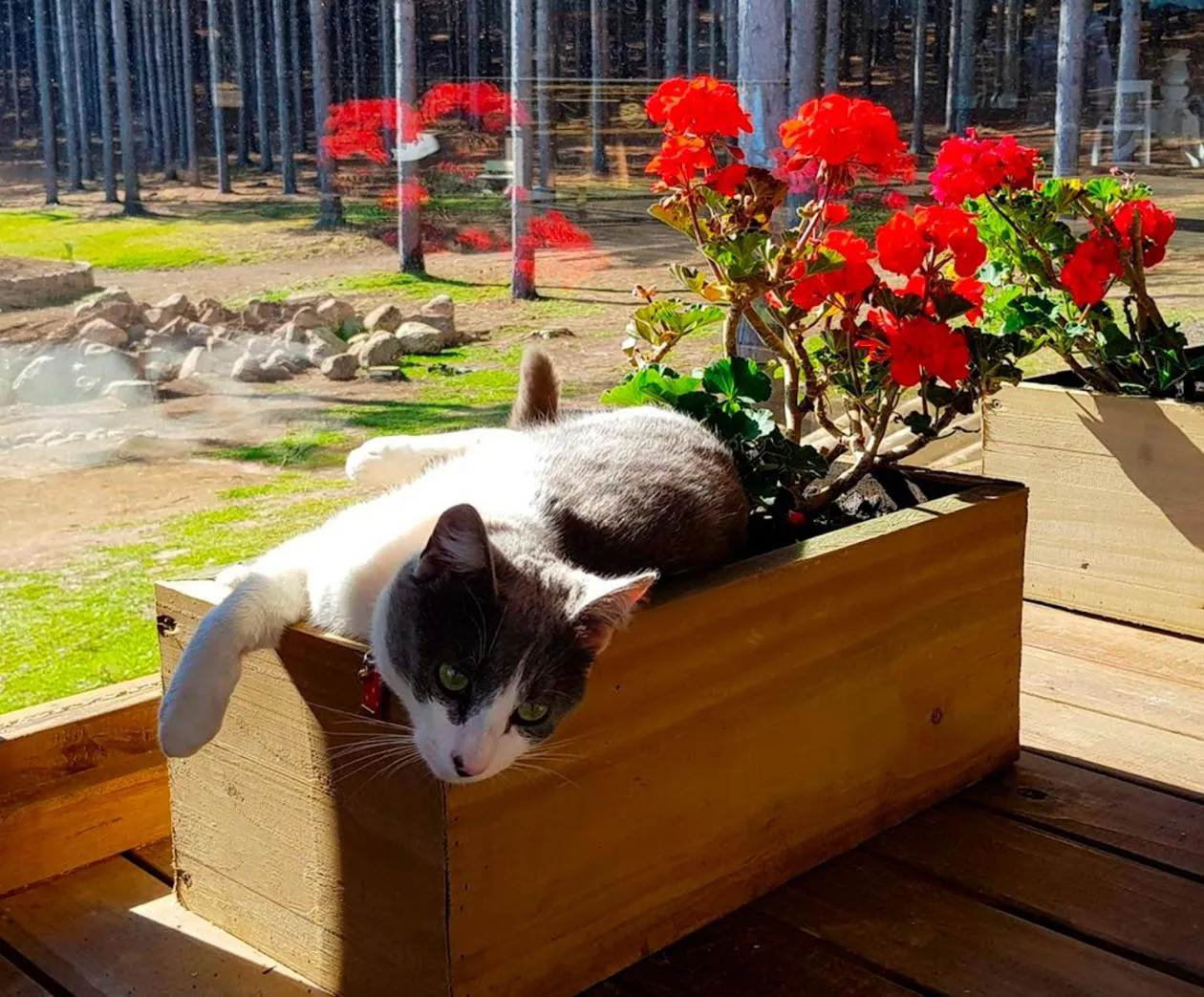 Animals in Tedesco Eco Park