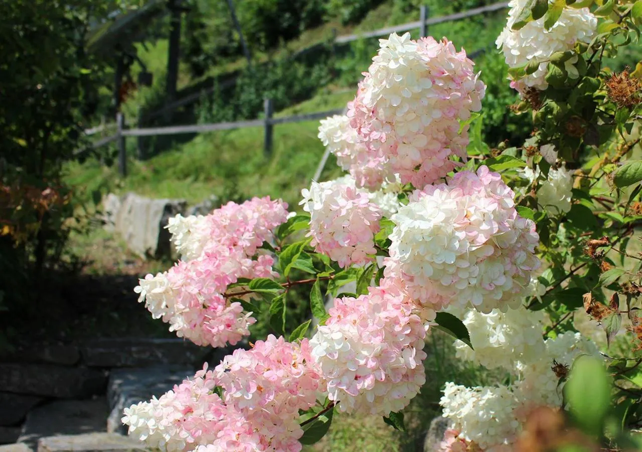 Garden in Appartements Naturnah