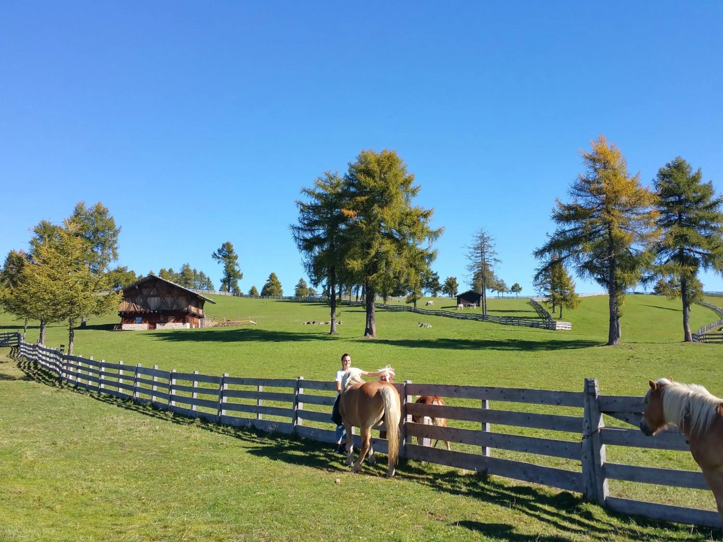 Horse-riding in Appartment Maria