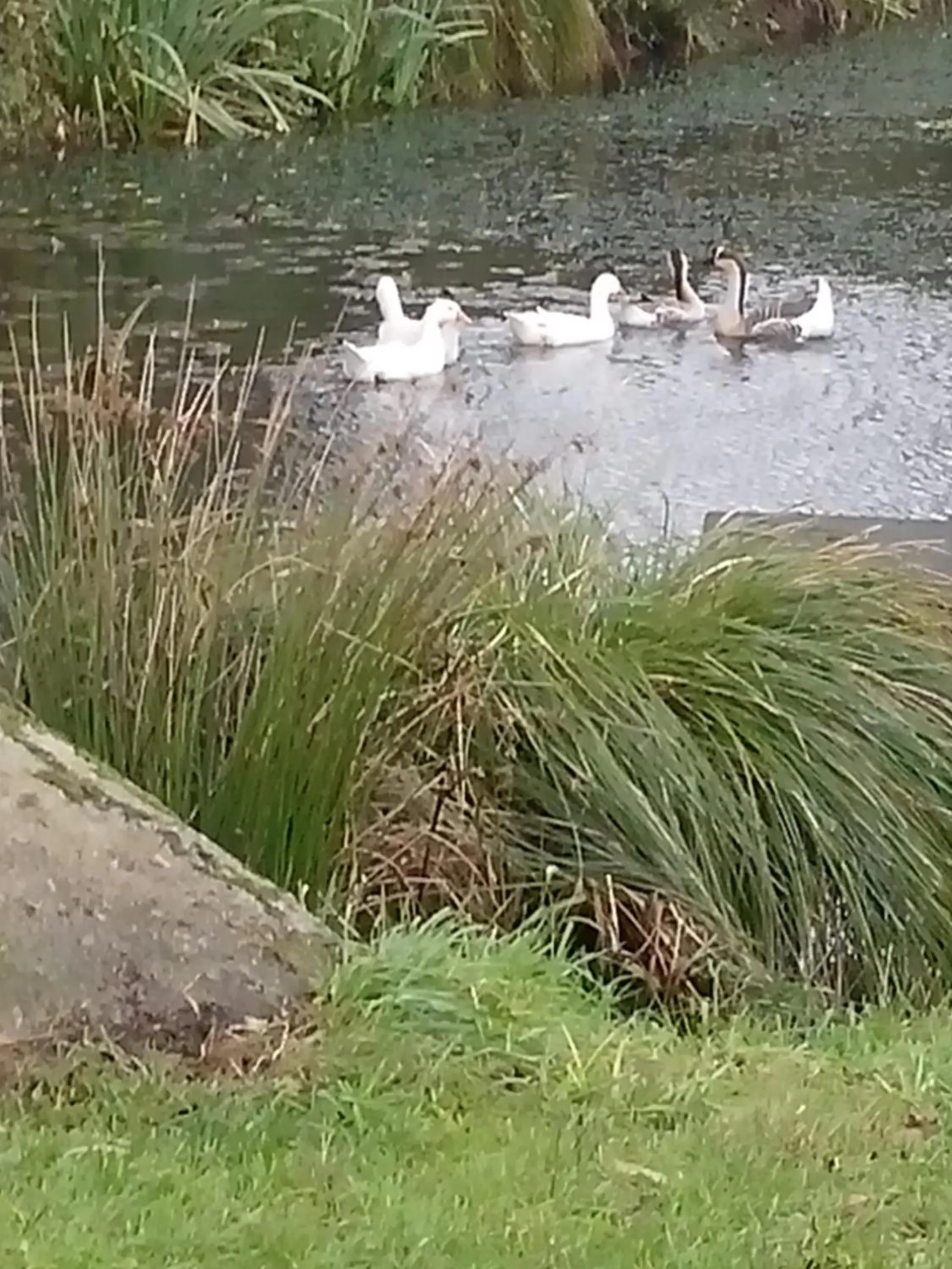 Pets in Domaine de Kerzuat