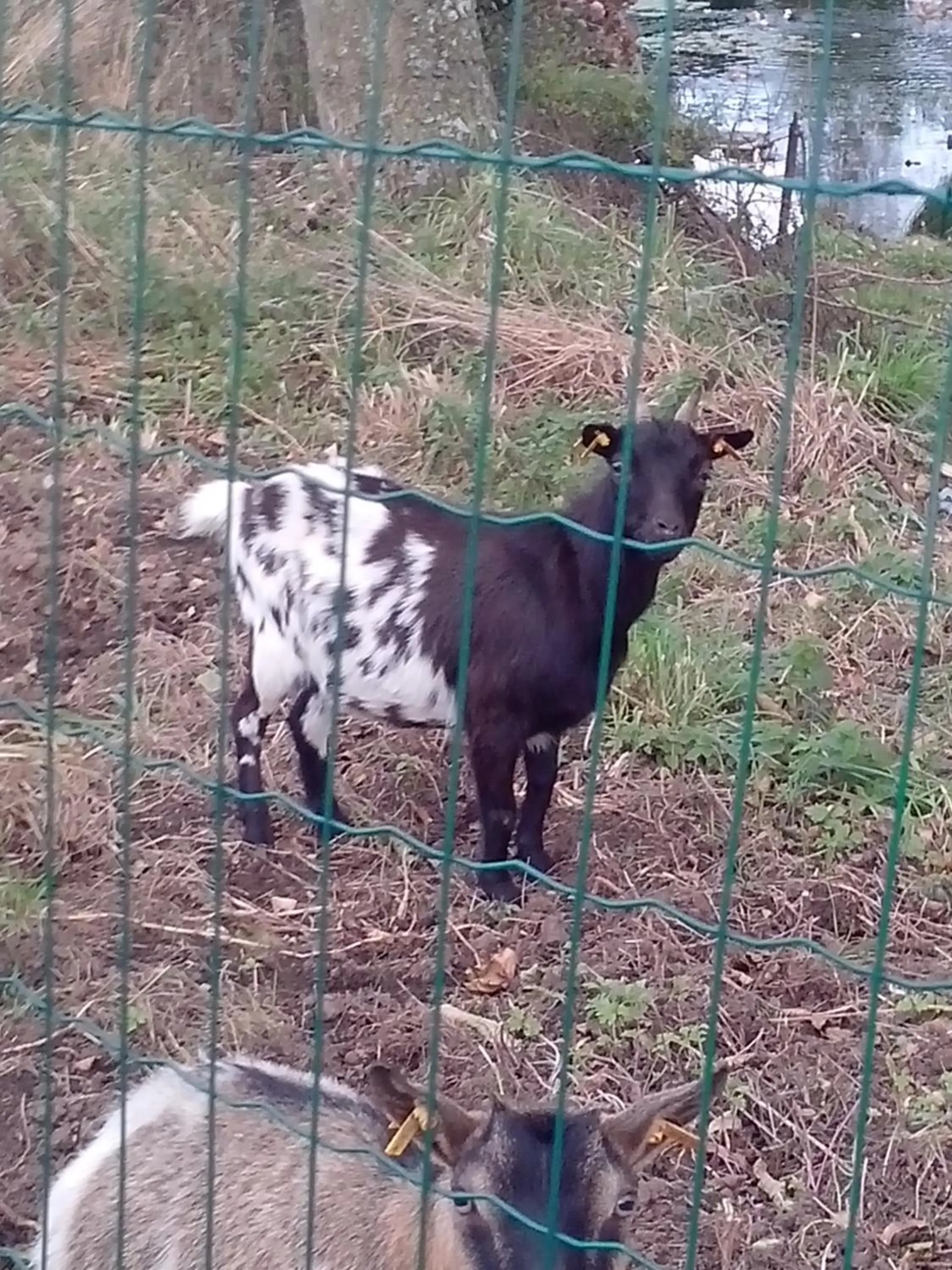 Pets in Domaine de Kerzuat