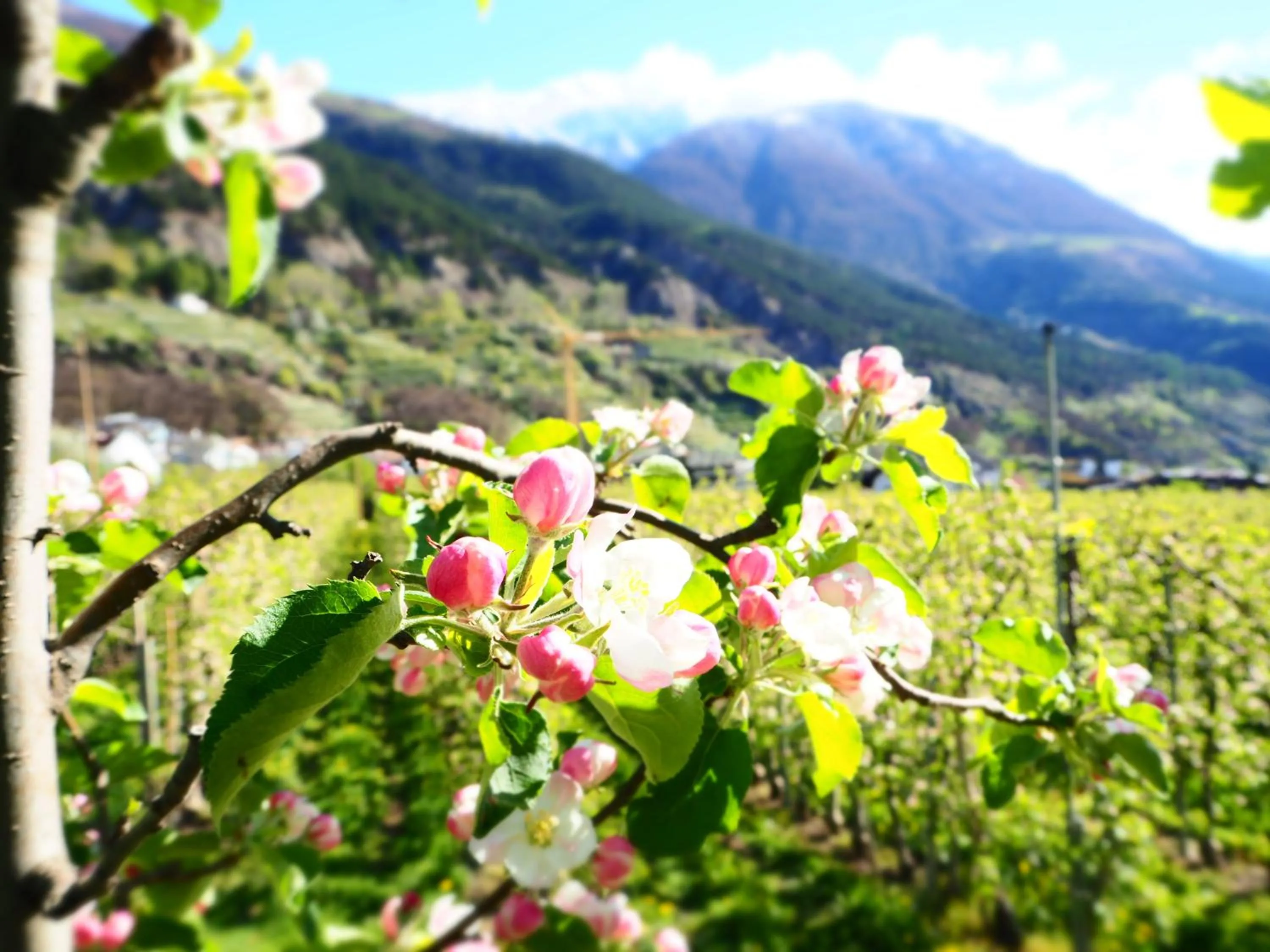 Spring in Feldgärtenhof