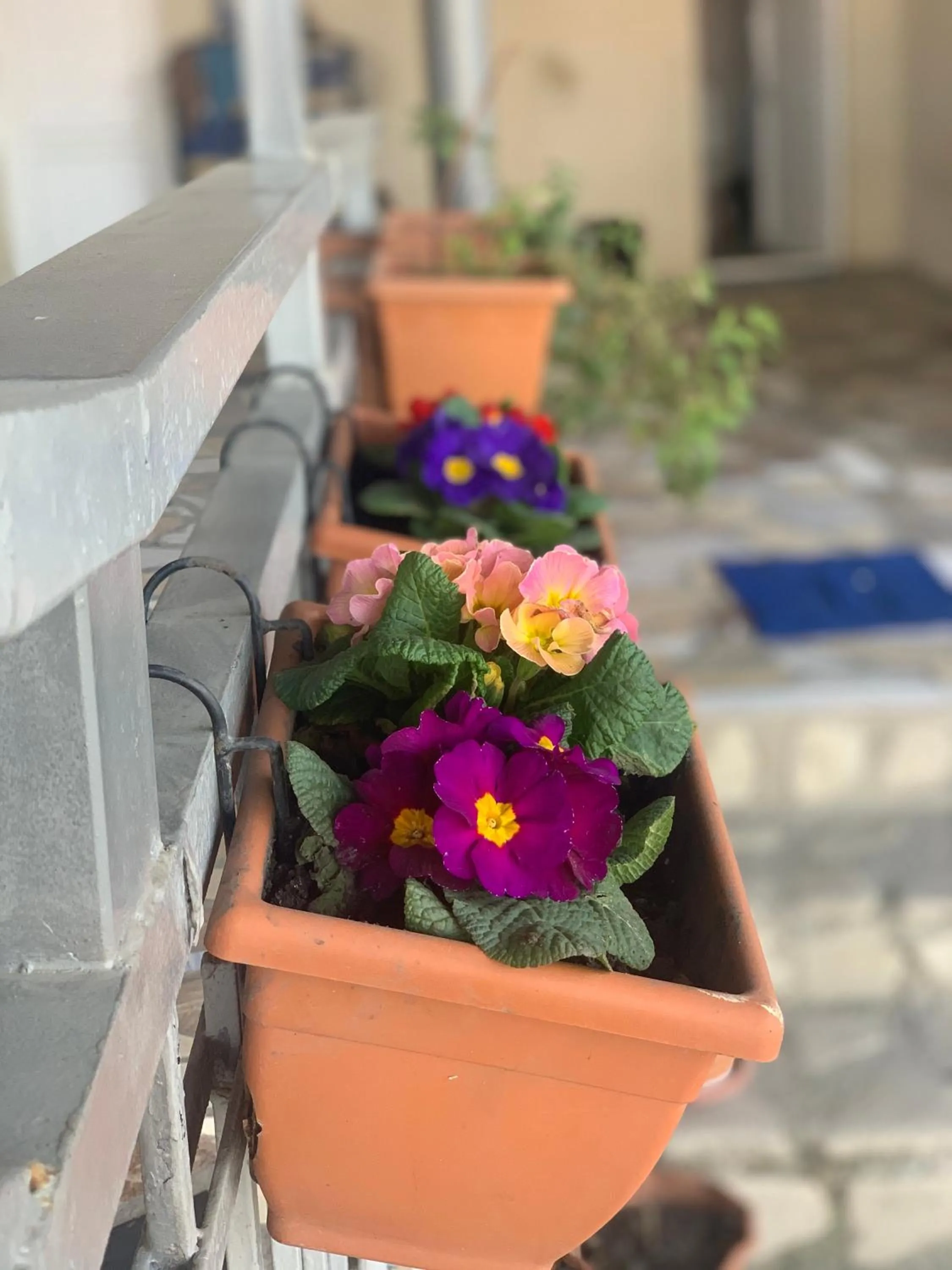 Guest House Loza