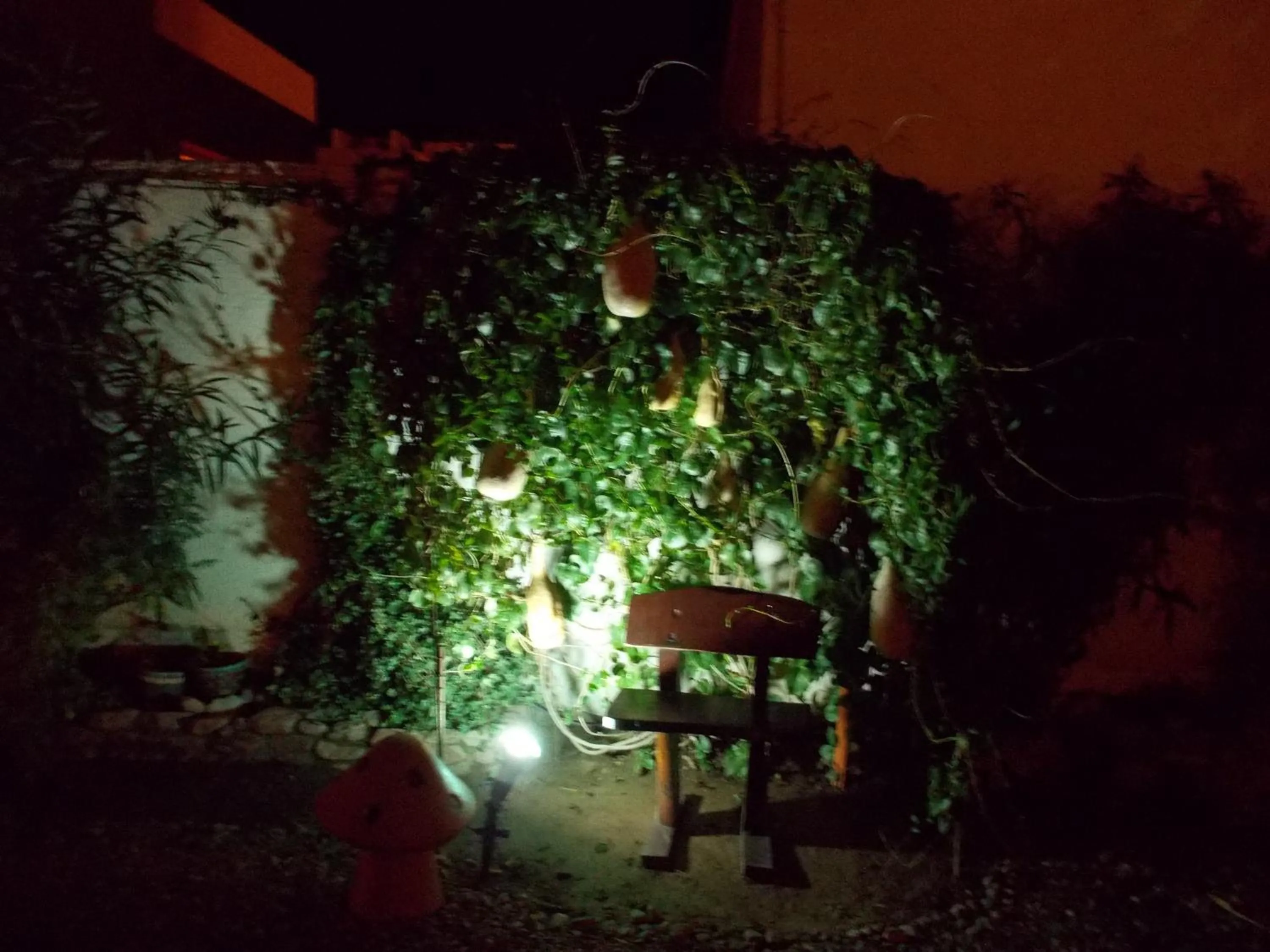 Night in Divina Presencia