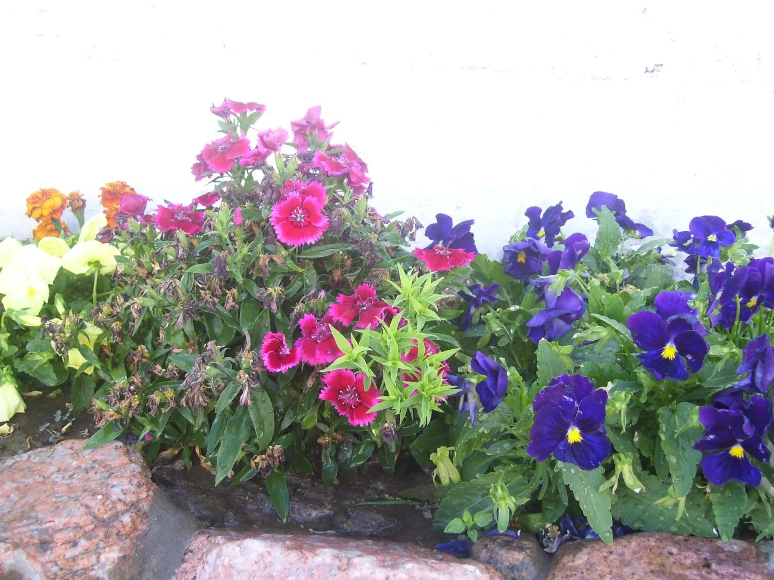 Garden in Divina Presencia