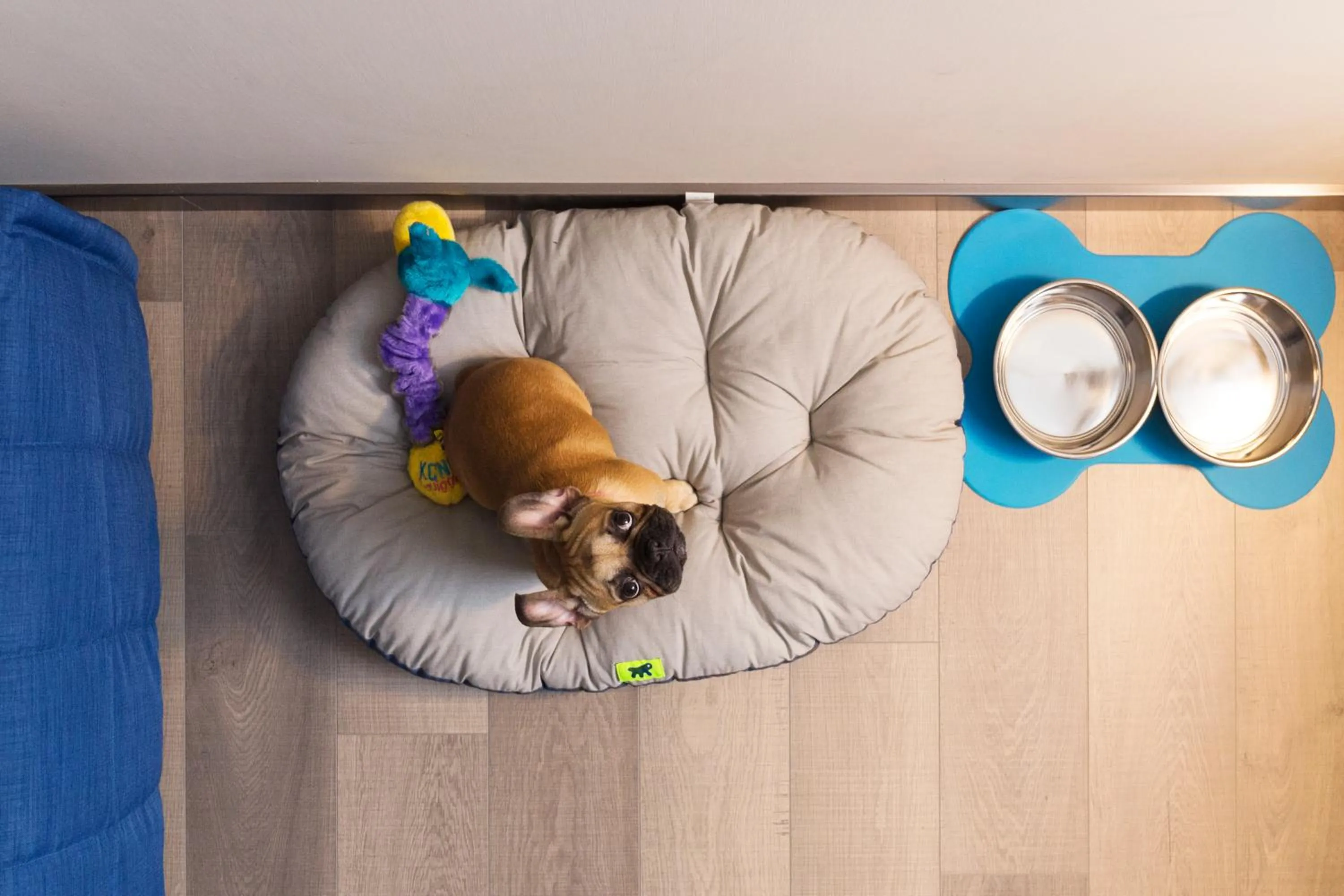 Pets in City Hotel & Suites