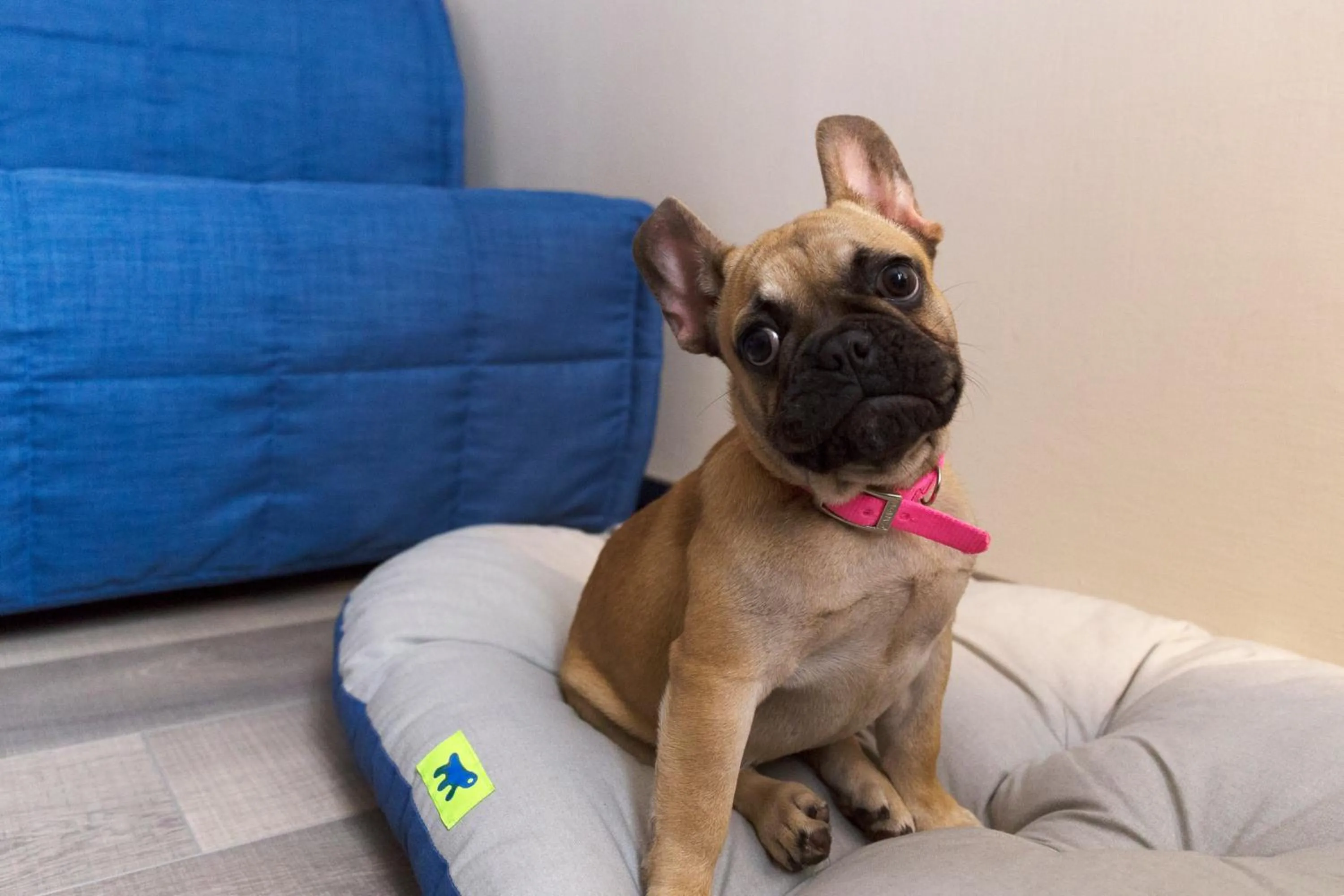 Animals in City Hotel & Suites