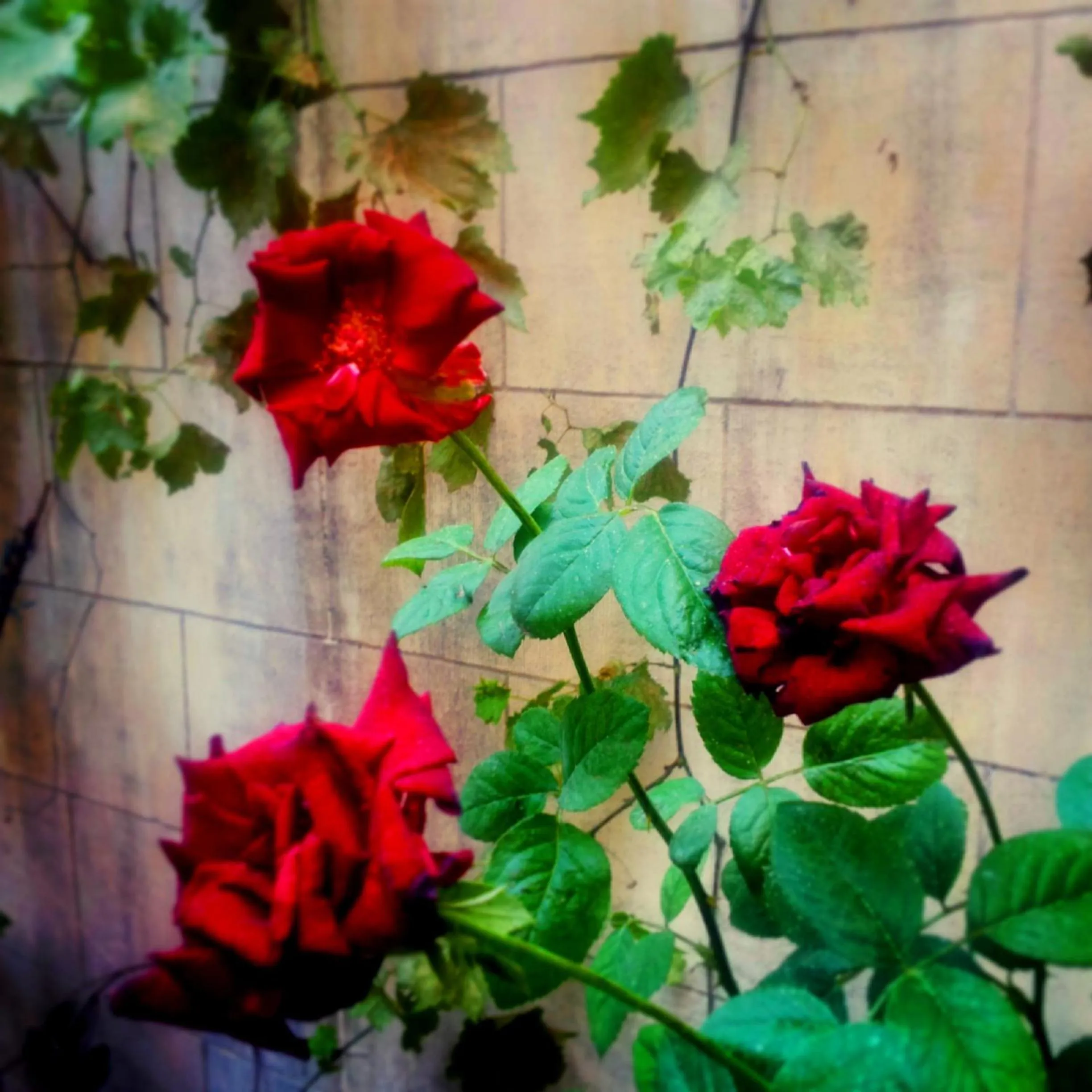 Decorative detail in Ali Bey Konagi