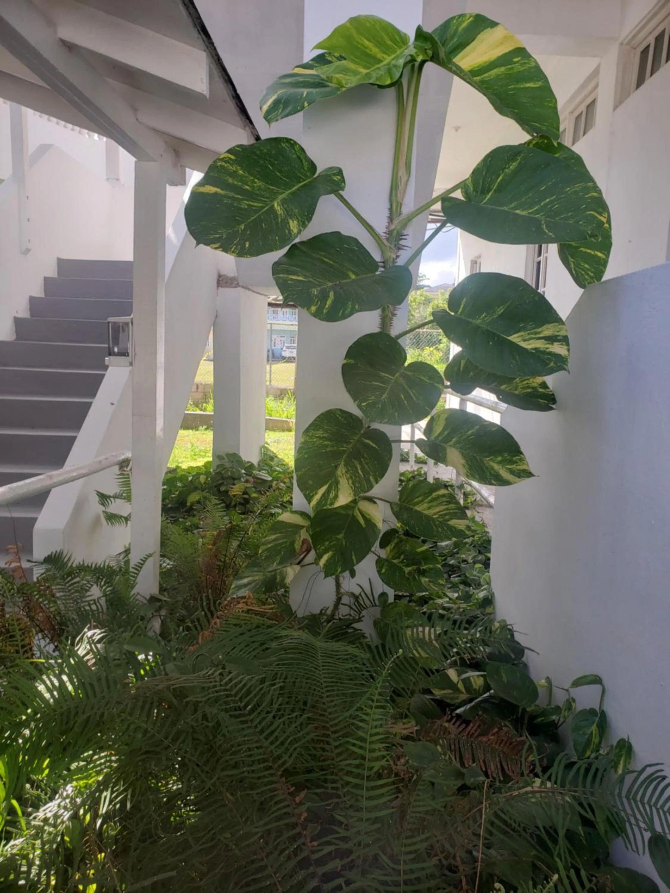 Sea Shell Palms, Ocho Rios