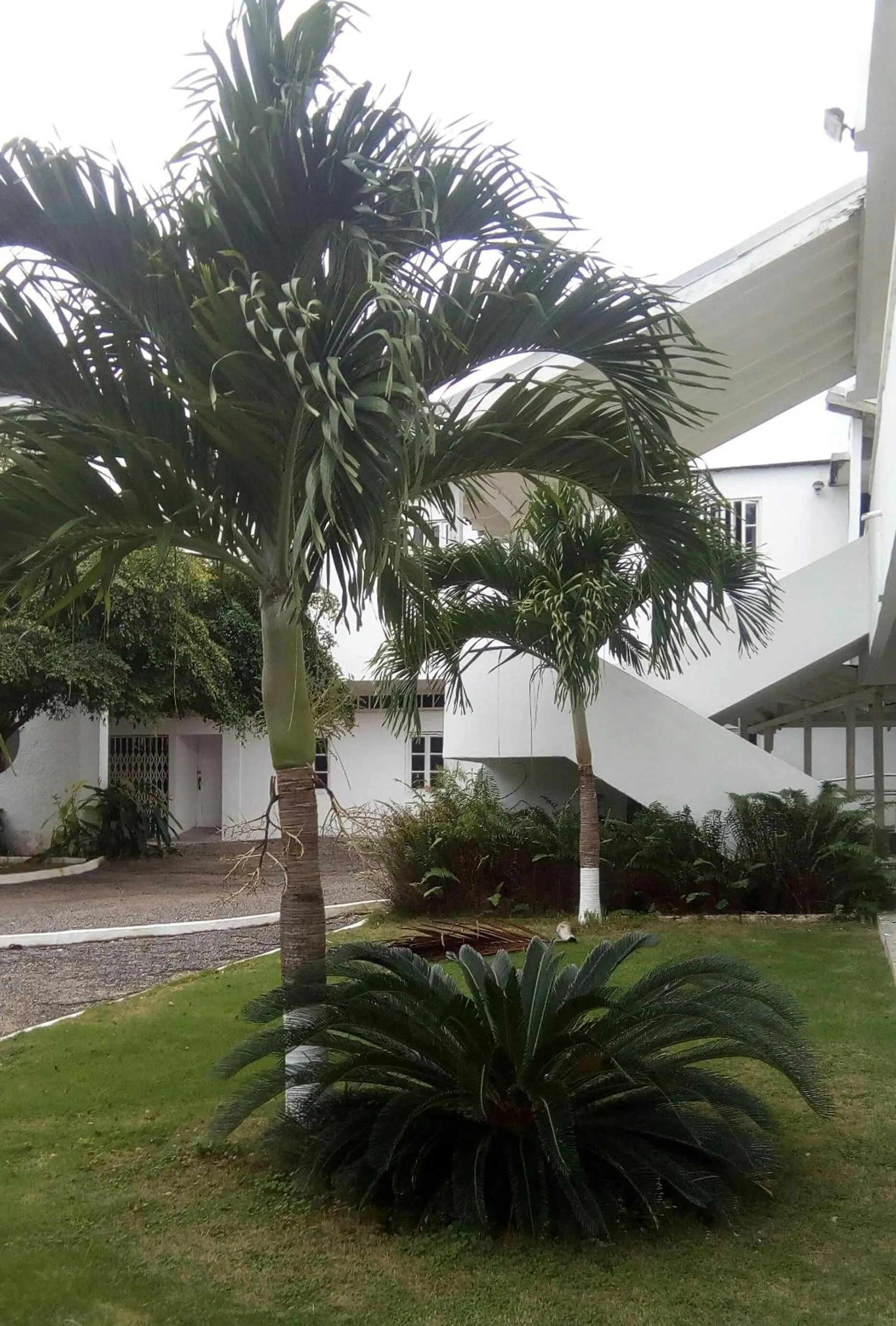 Property building in Sea Shell Palms, Ocho Rios