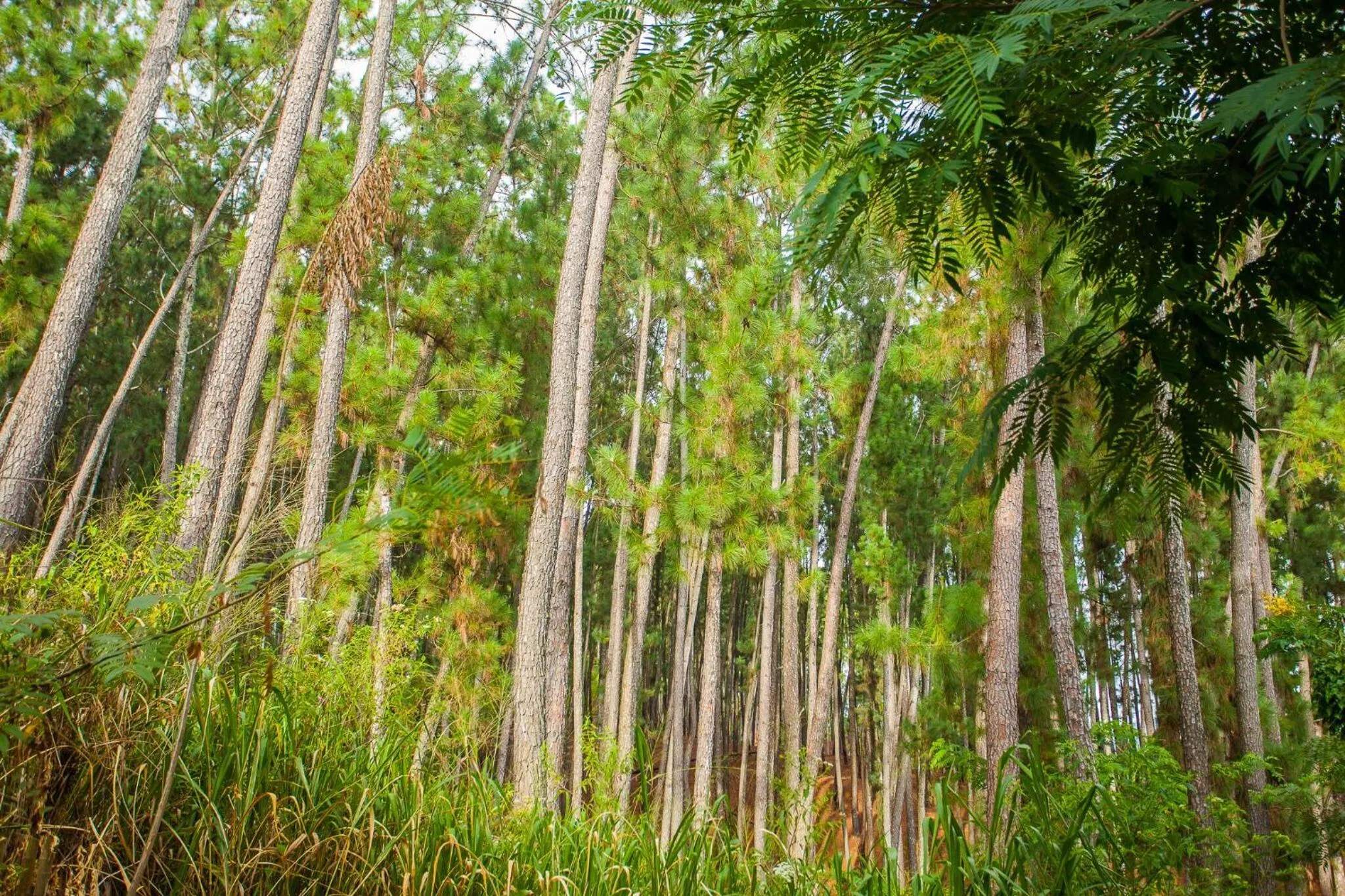 Natural landscape in Ella Forest Paradise Hotel
