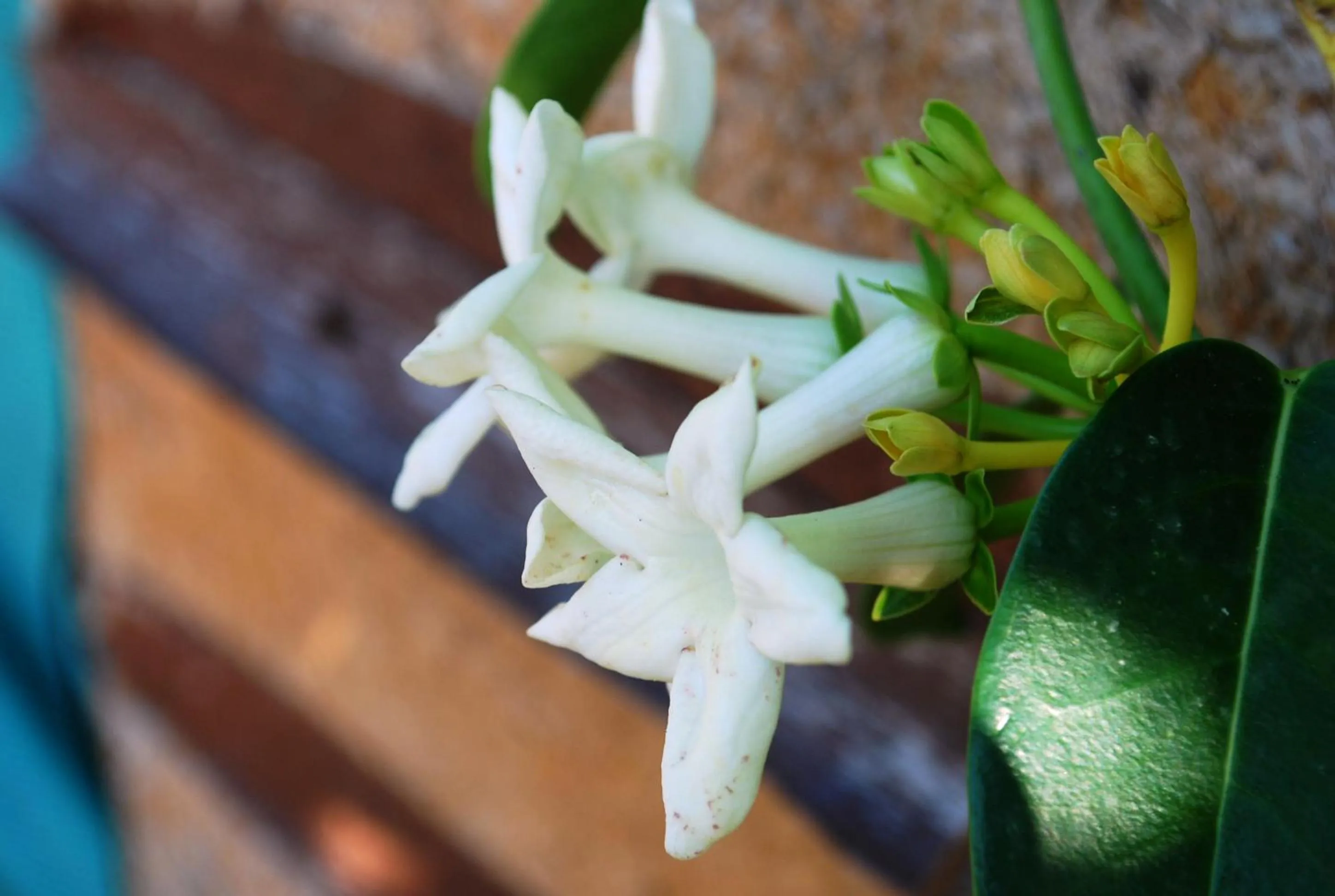 Other in Georgia Apartments