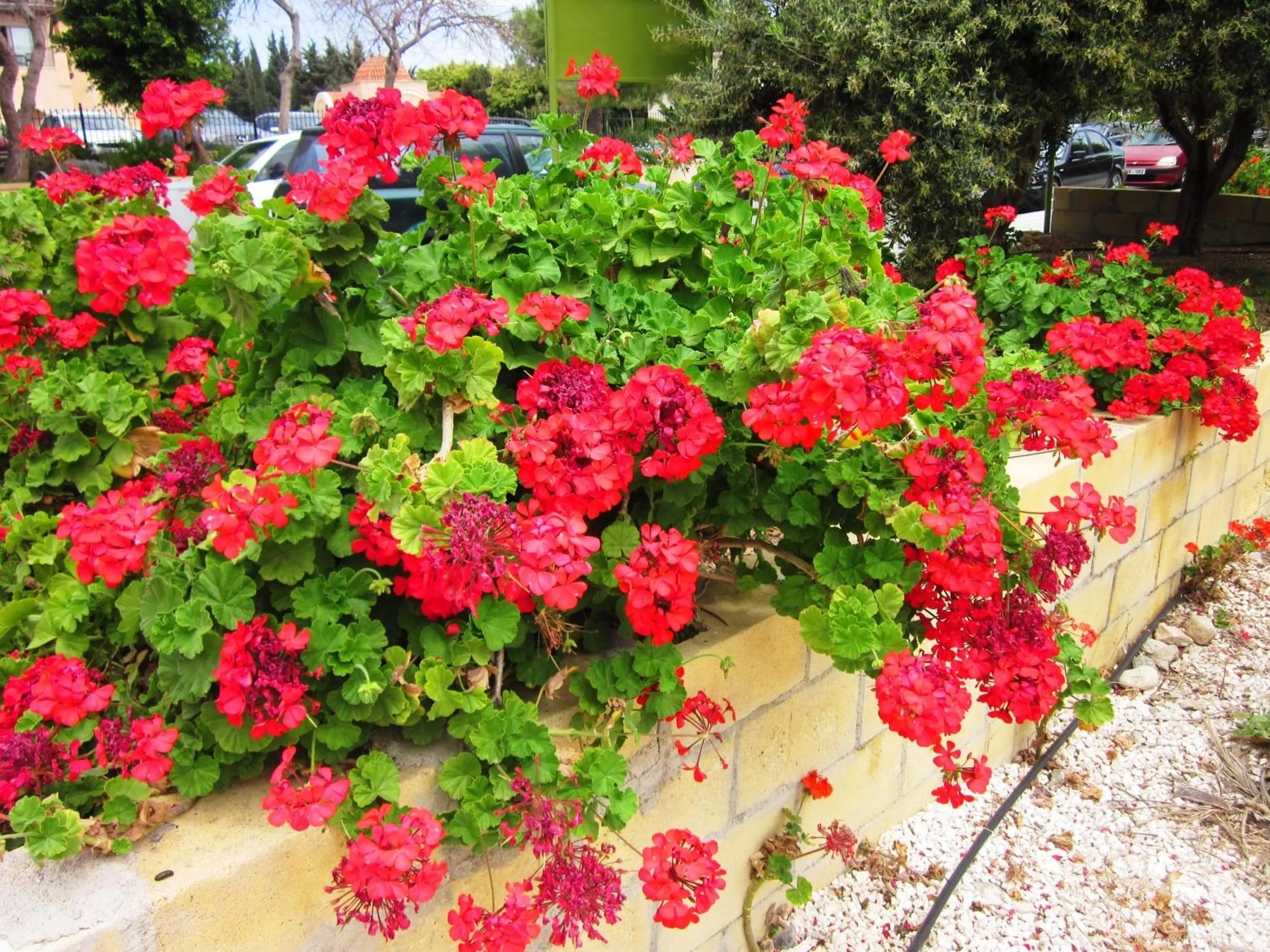 Garden in Georgia Apartments