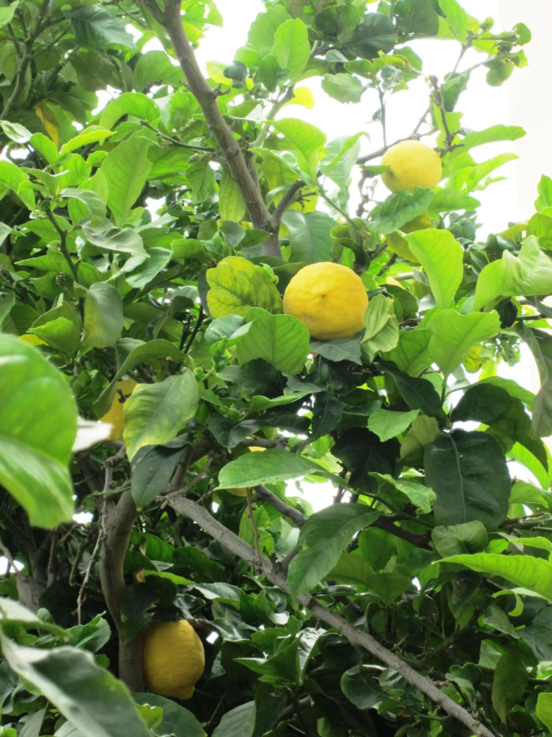Garden in Georgia Apartments