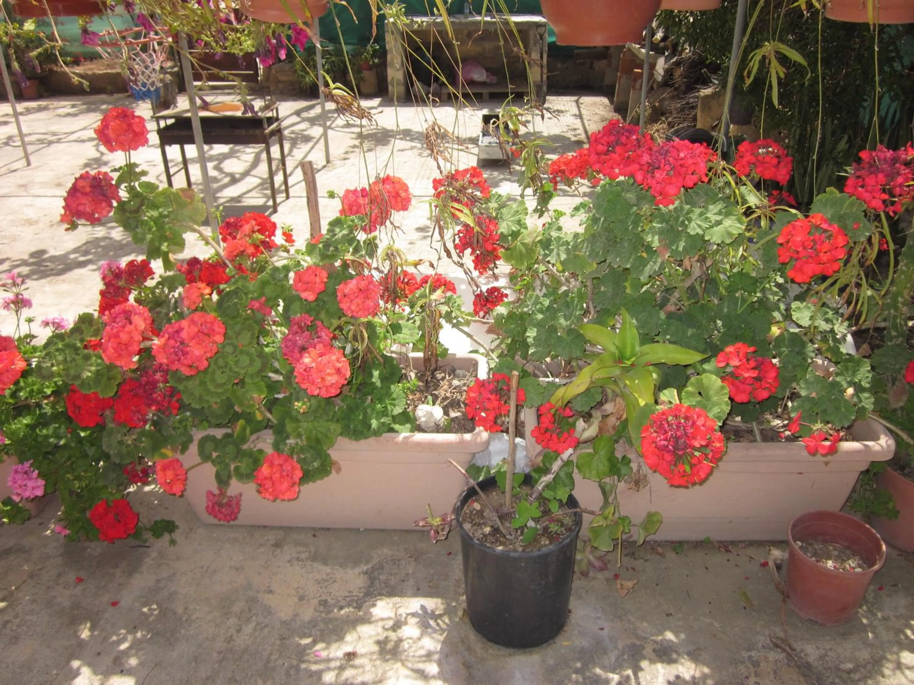 Decorative detail in Georgia Apartments