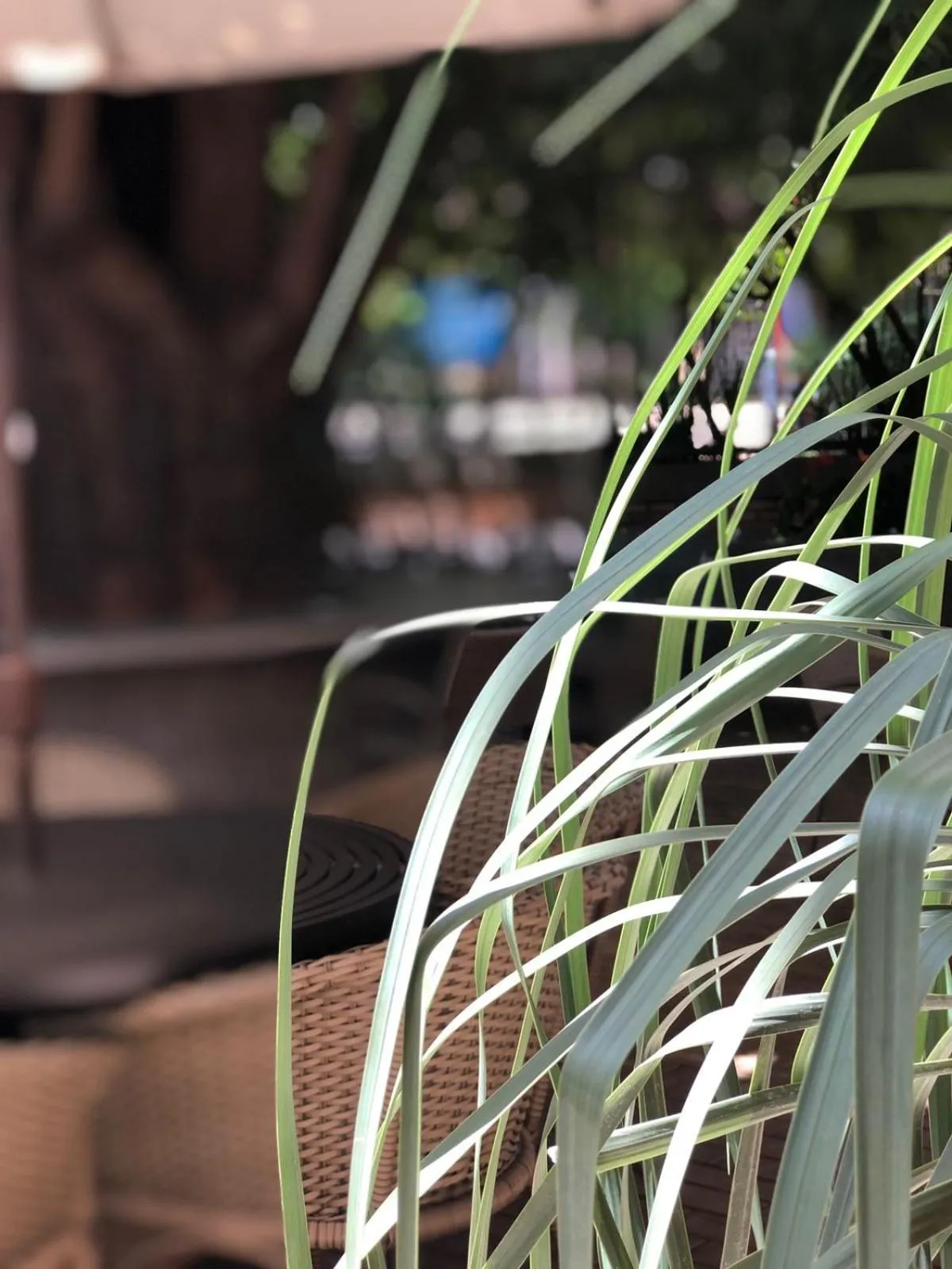 Garden in Hotel das Palmeiras