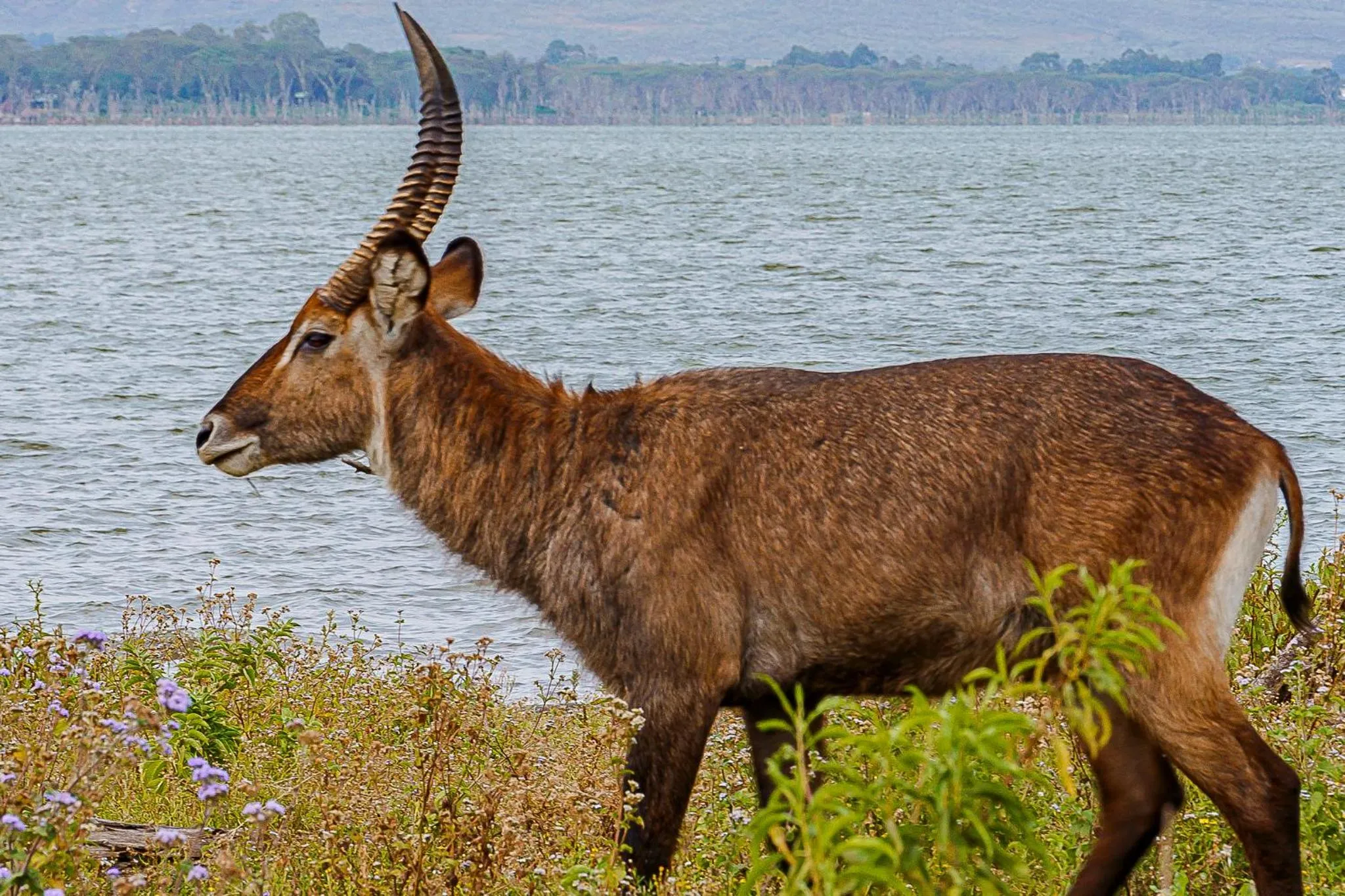 Animals in Muthu Lake Naivasha Country Club, Naivasha