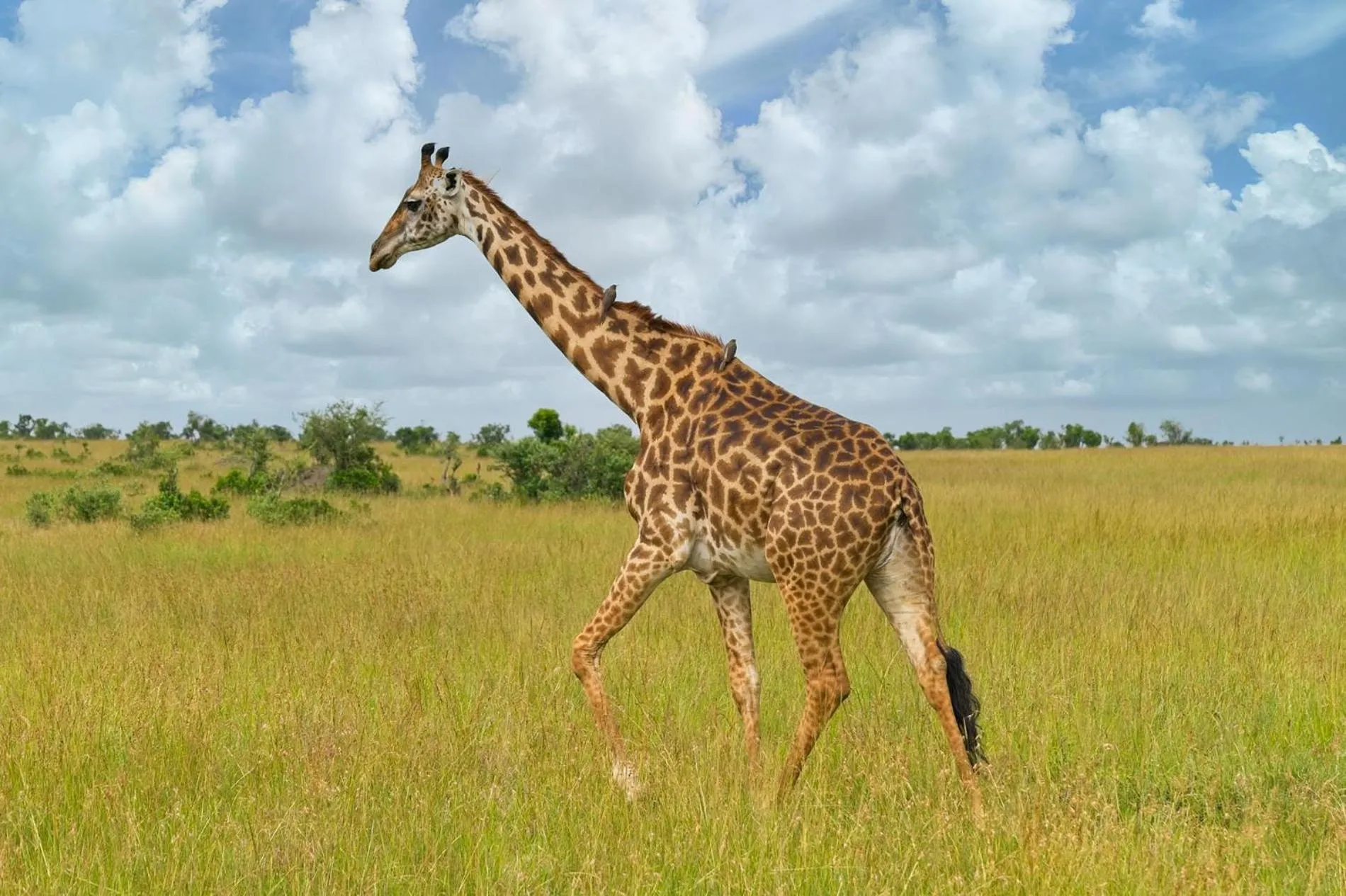 Day in Muthu Keekorok Lodge, Maasai Mara, Narok
