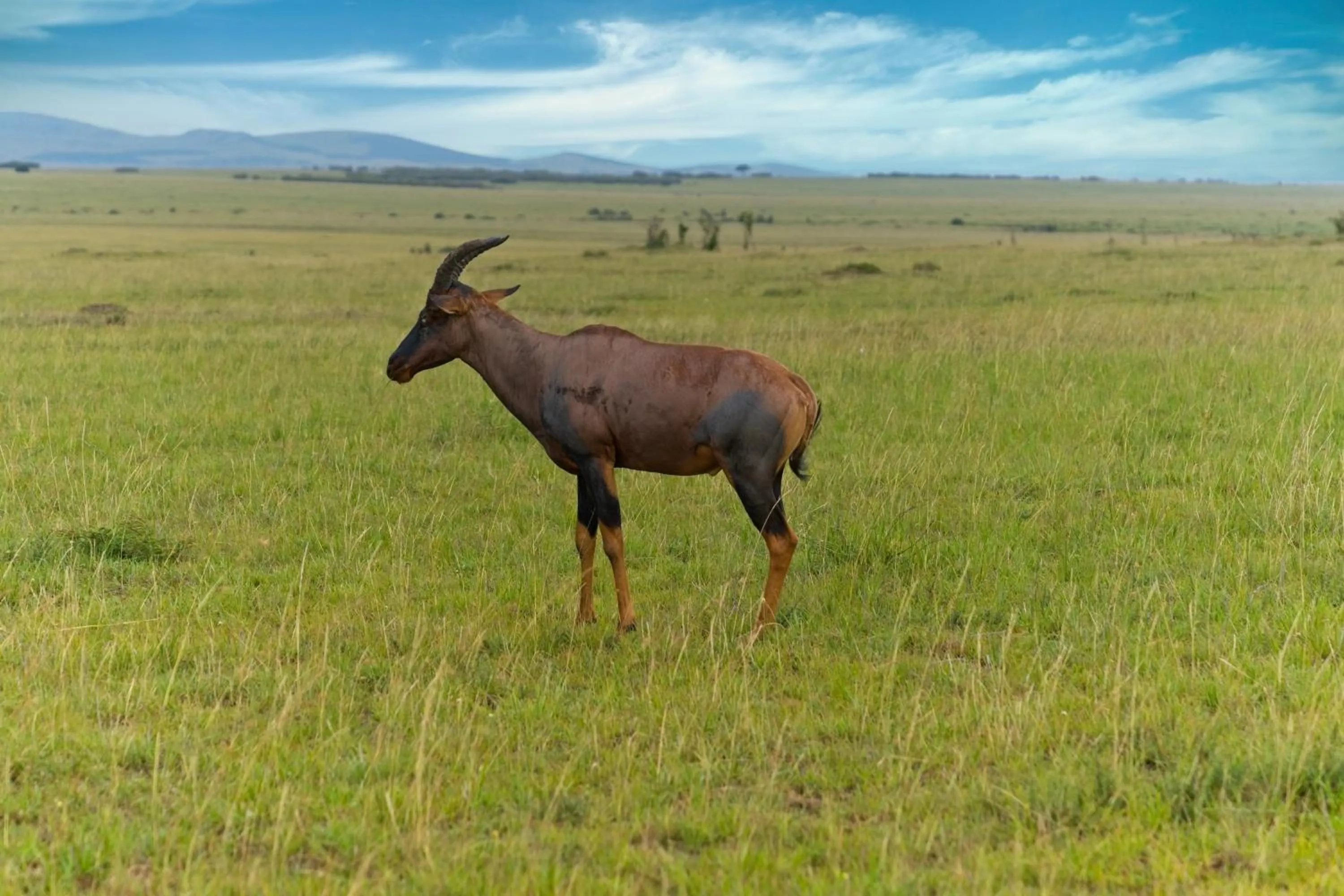Day in Muthu Keekorok Lodge, Maasai Mara, Narok