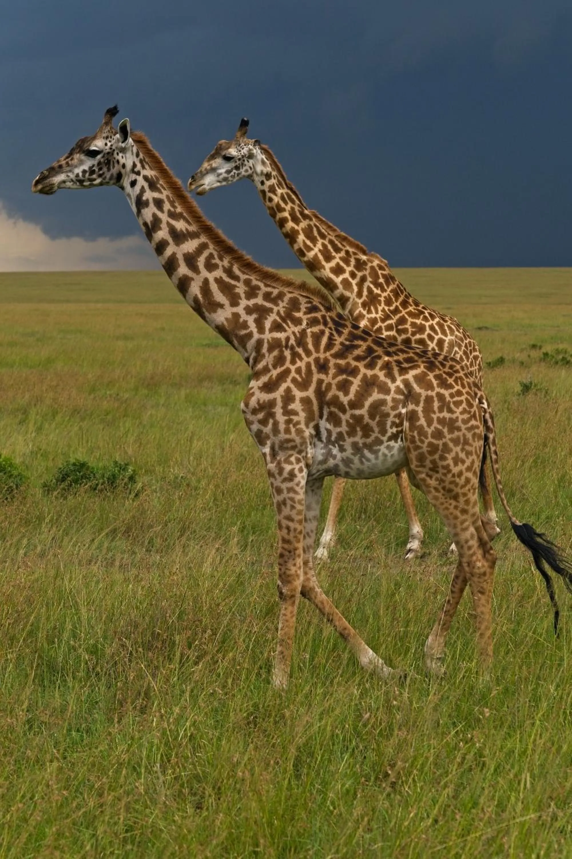 Day in Muthu Keekorok Lodge, Maasai Mara, Narok