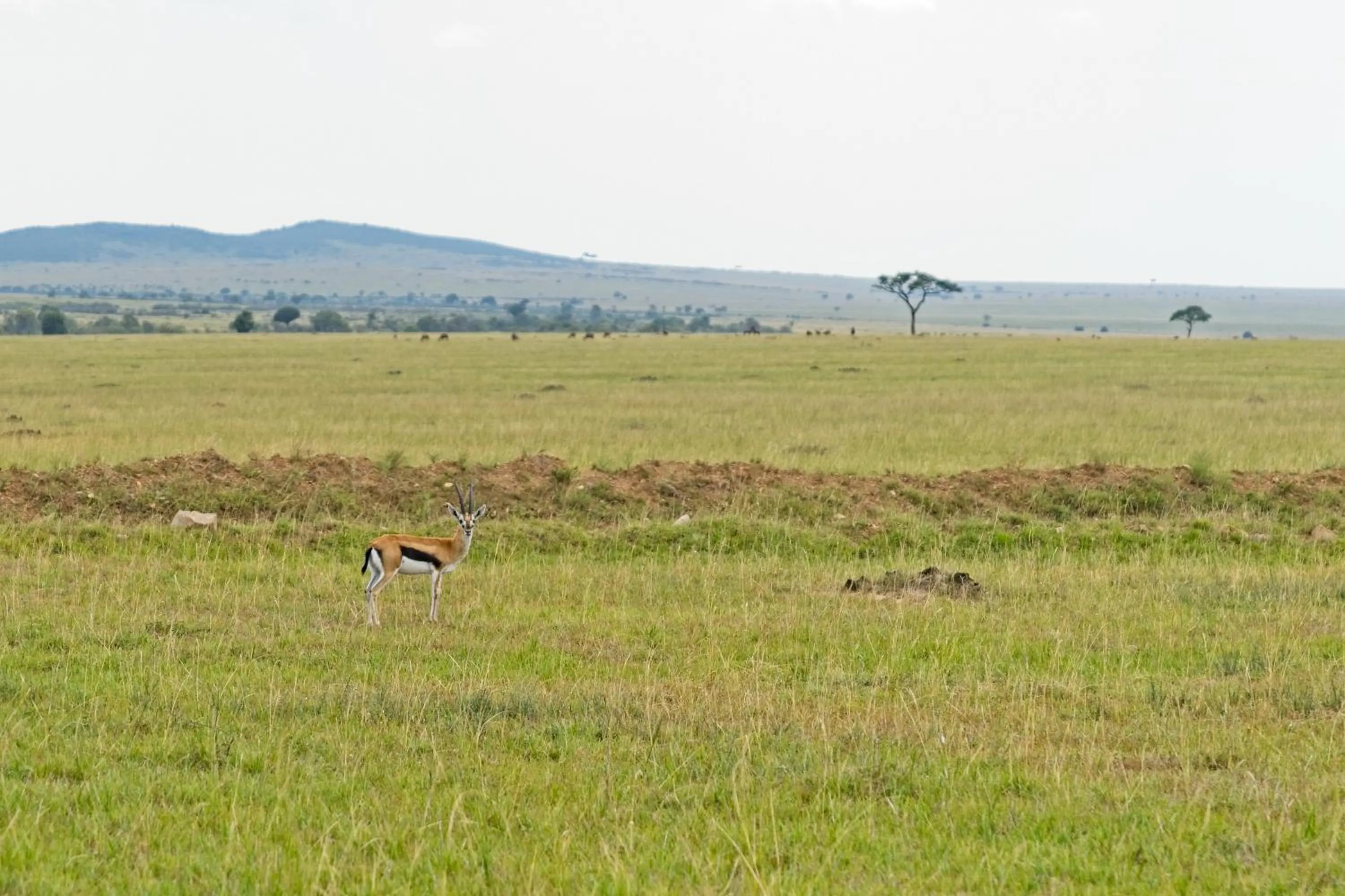 Spring in Muthu Keekorok Lodge, Maasai Mara, Narok