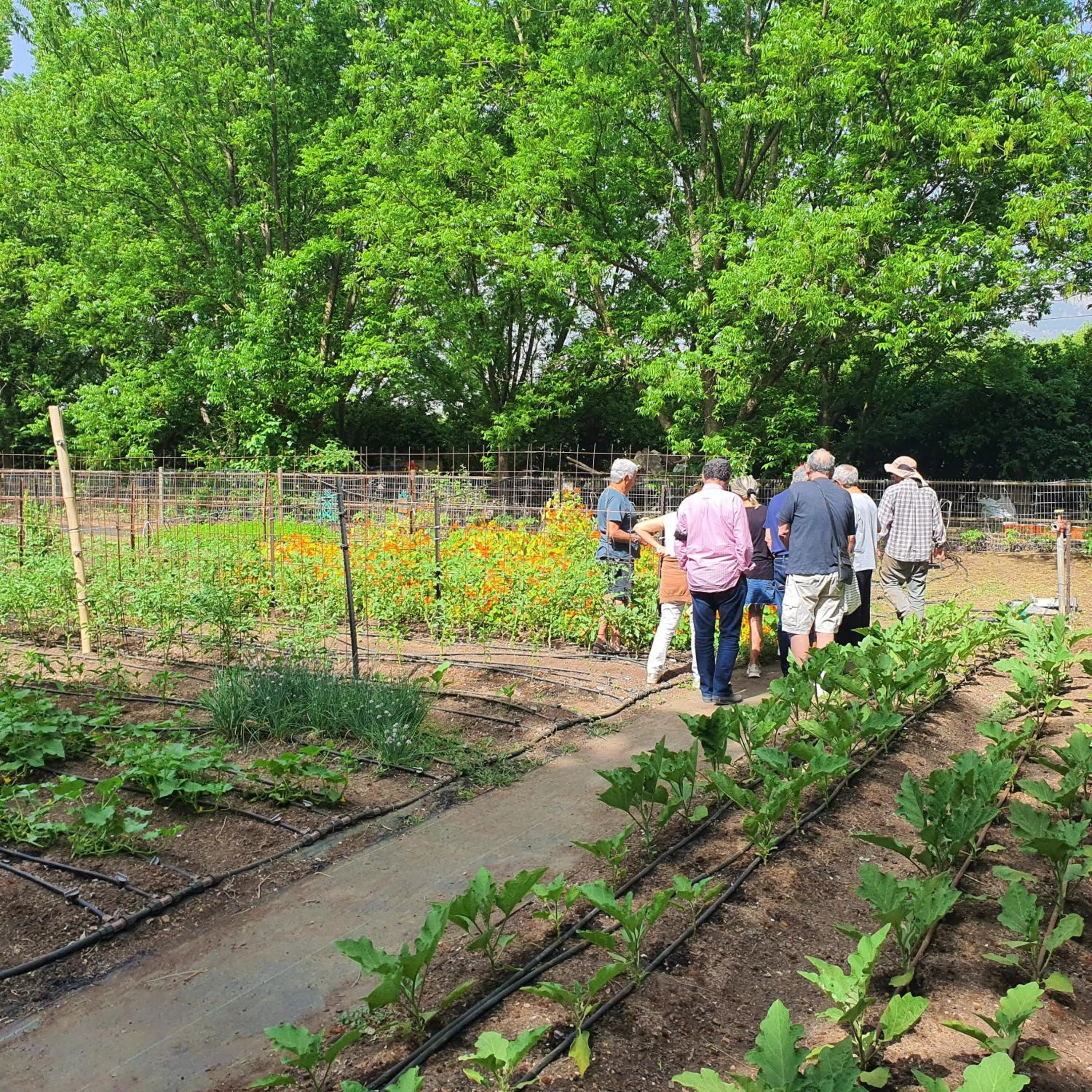 Garden in Vitrage Holiday Village and Spa