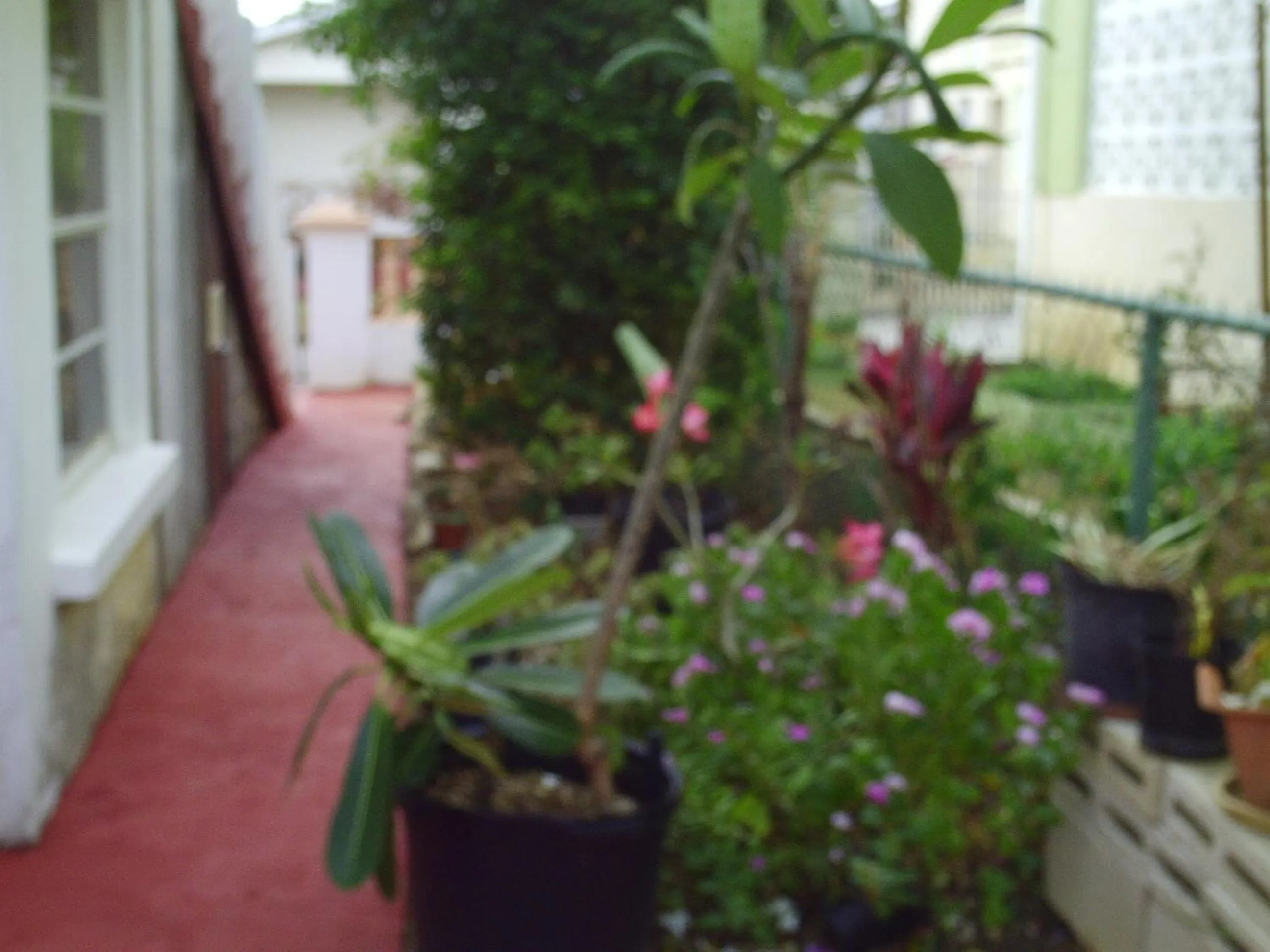 Garden in LeMarida Suites