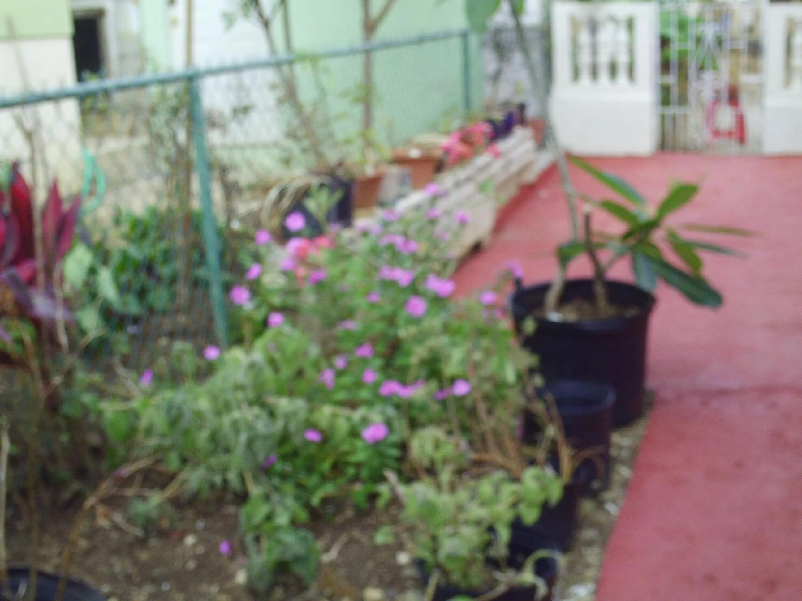 Garden in LeMarida Suites