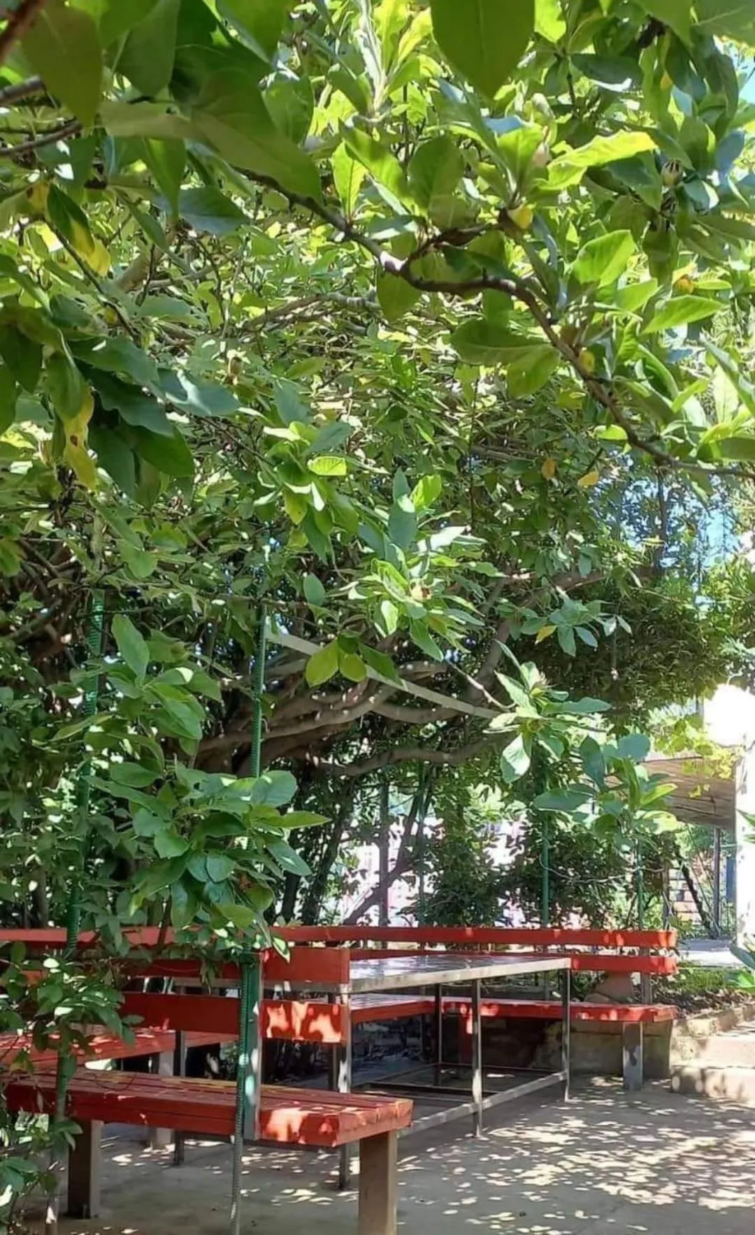 Garden in Guesthouse Hill Side