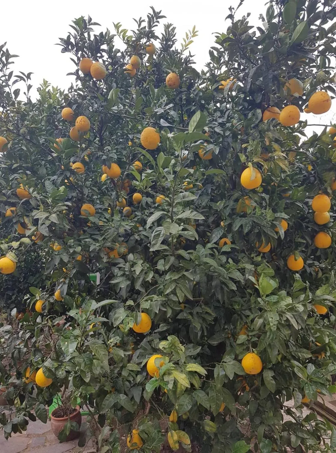 Garden in Guesthouse Hill Side