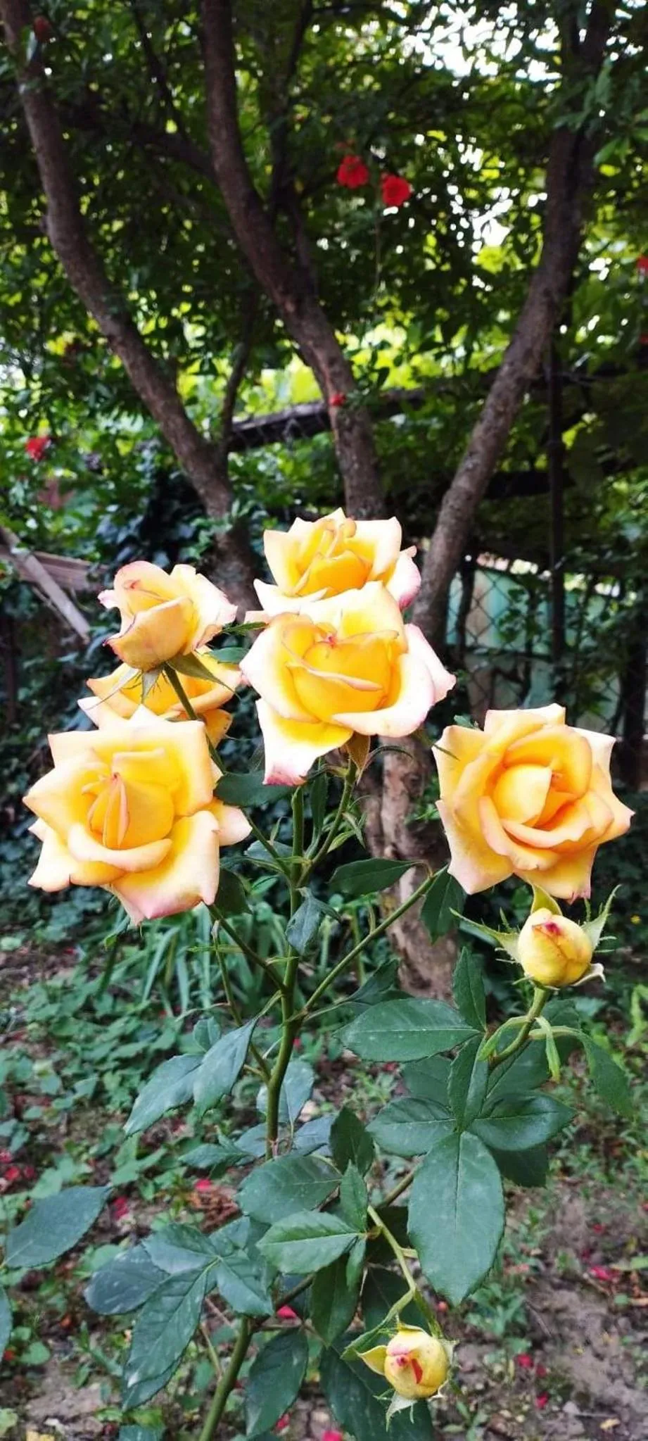 Garden in Guesthouse Hill Side