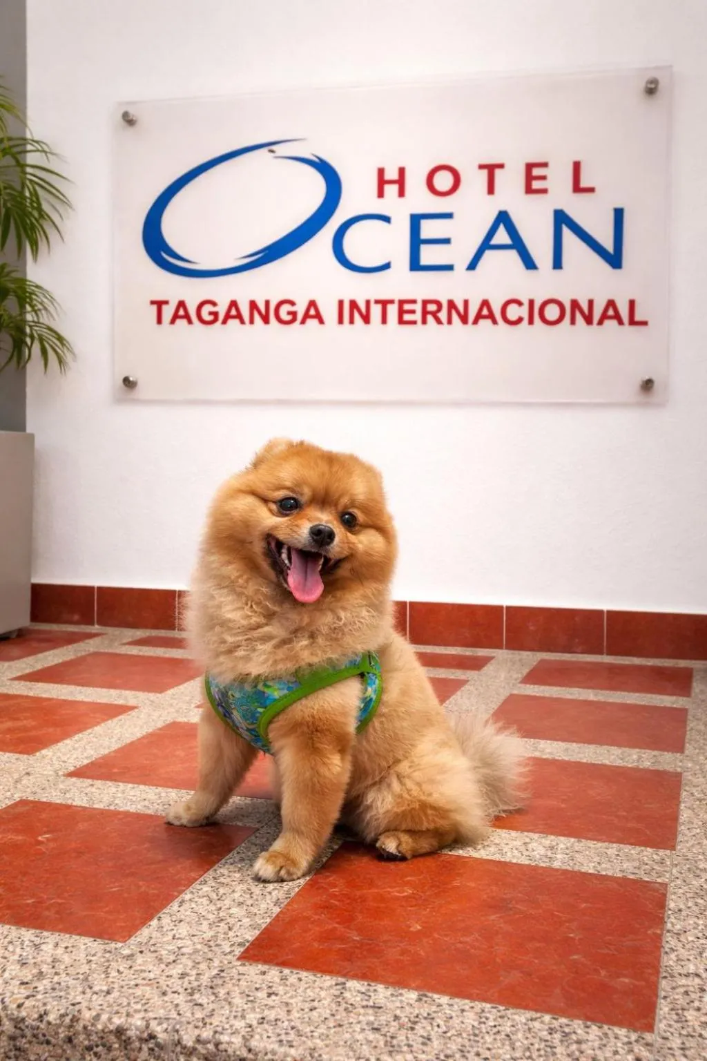 pet friendly in Hotel Ocean Taganga Internacional
