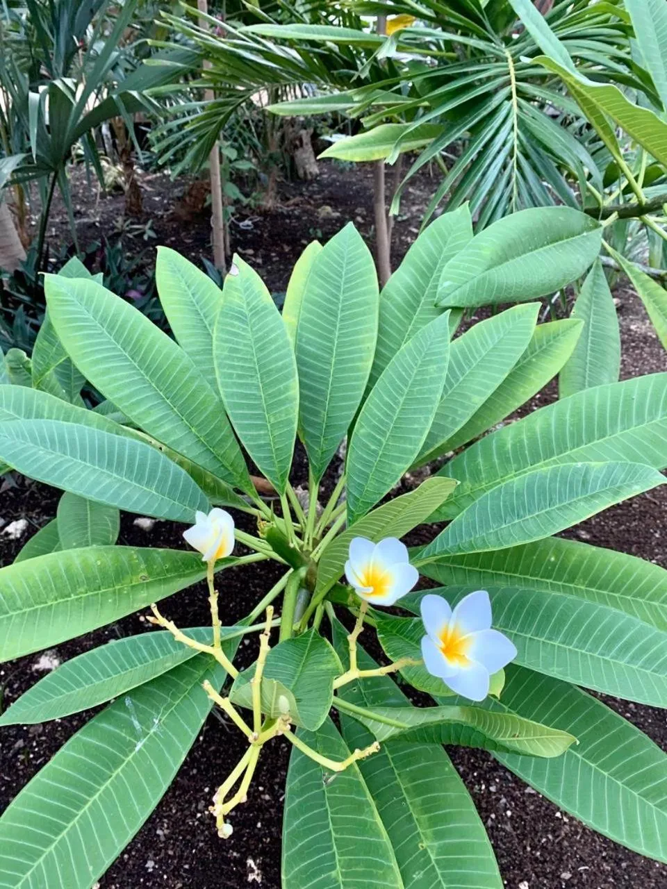 Garden in Nahouse Jungle Lodges