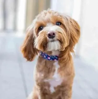 901 by Fernie Central Reservations