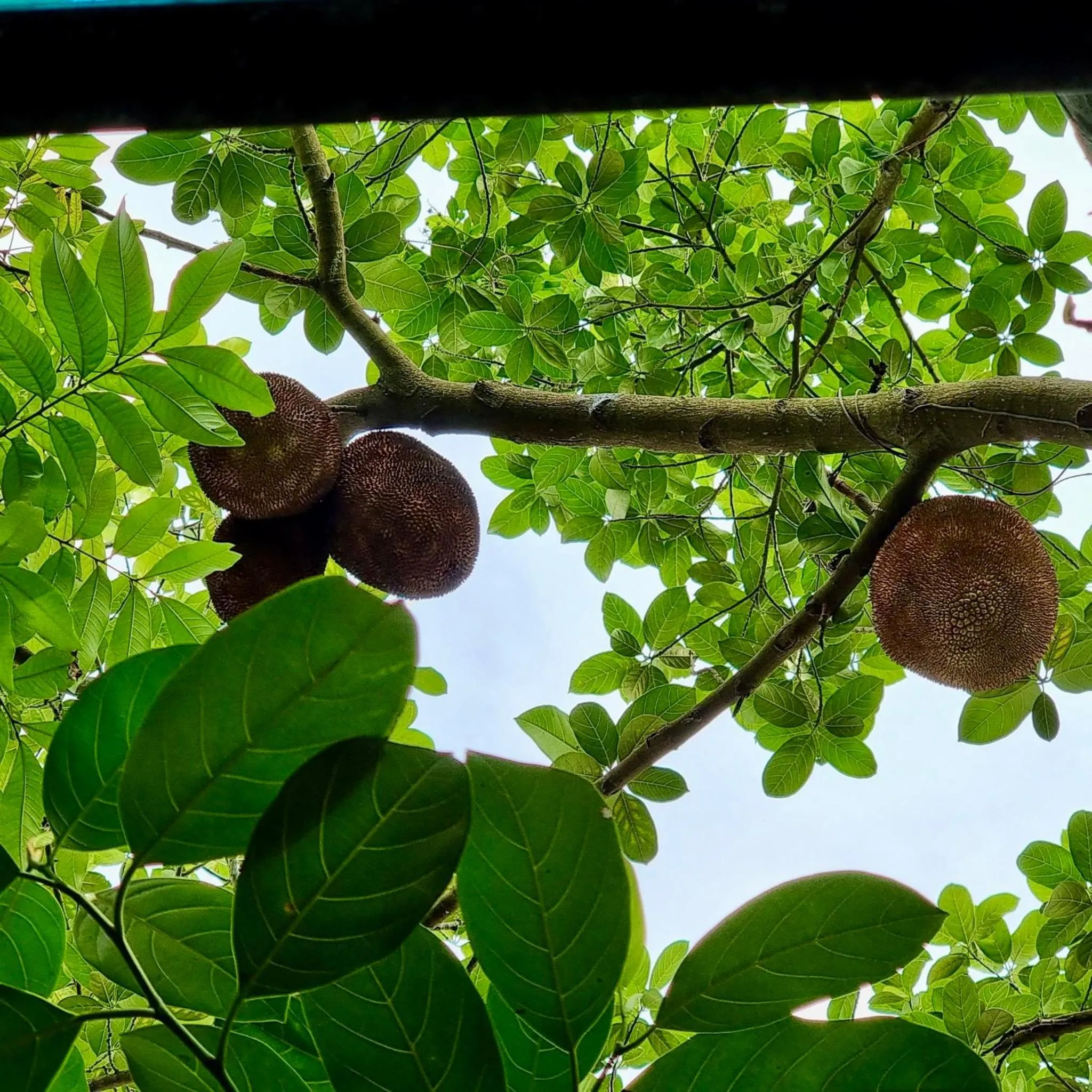Spring in Tam Coc Minh Gia Homestay