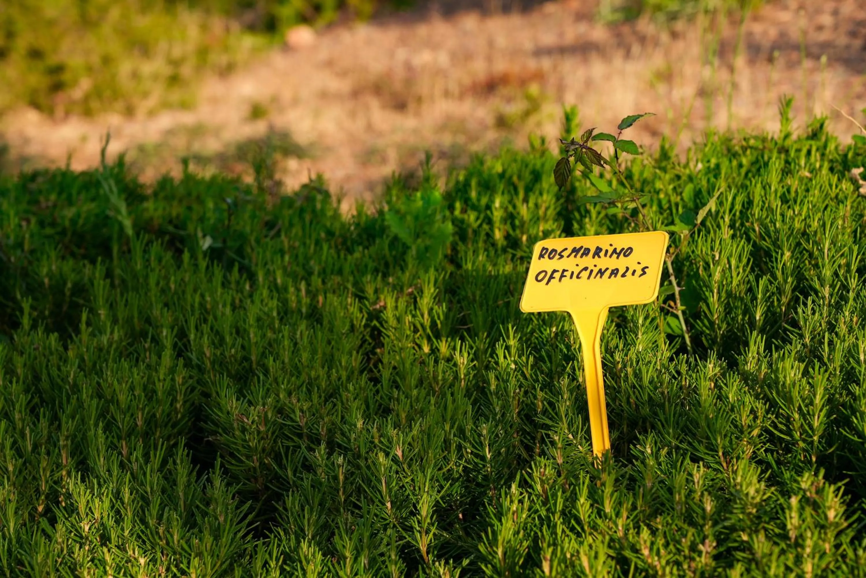 Garden in HOTEL ORLANDO Sardegna