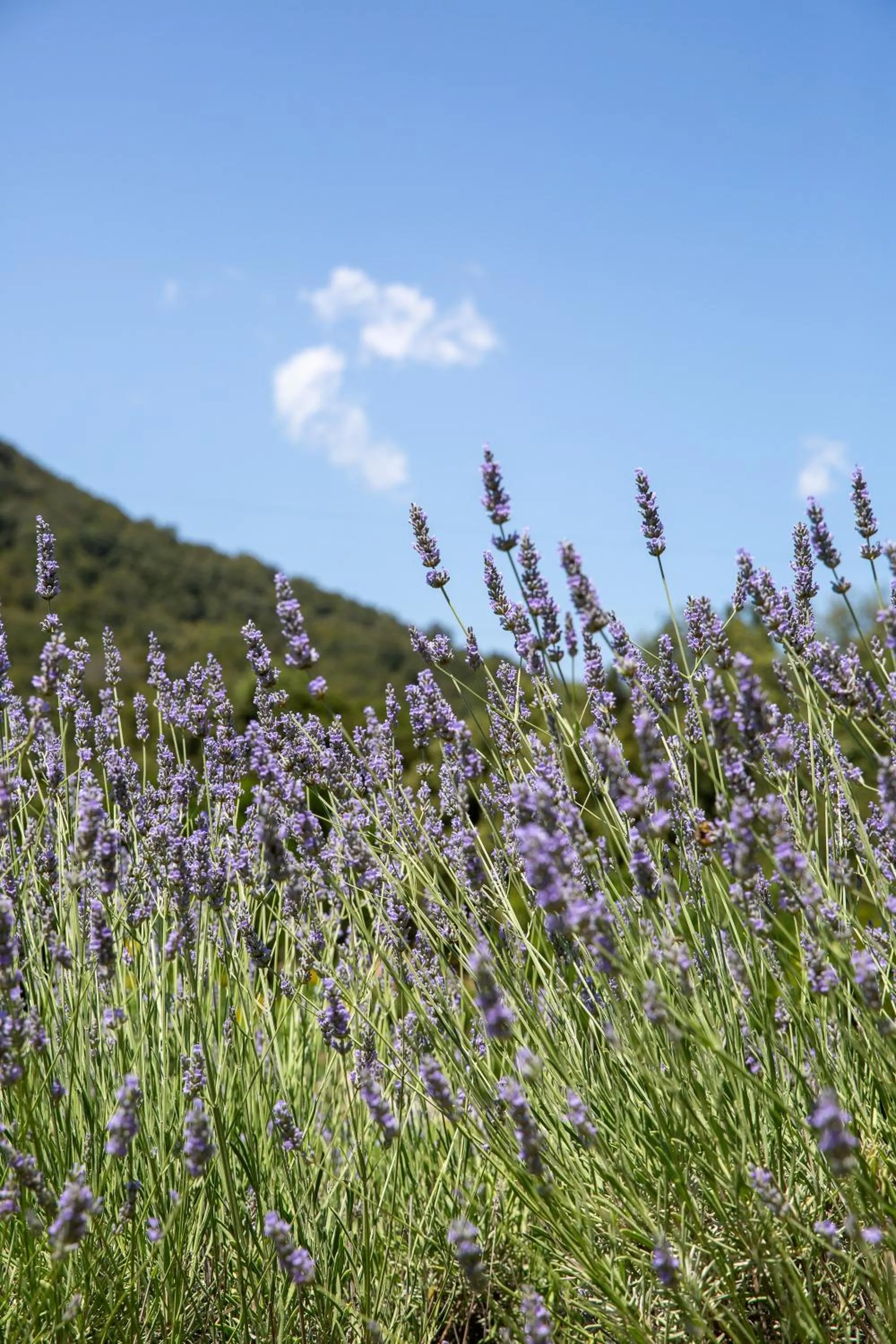 Garden in HOTEL ORLANDO Sardegna