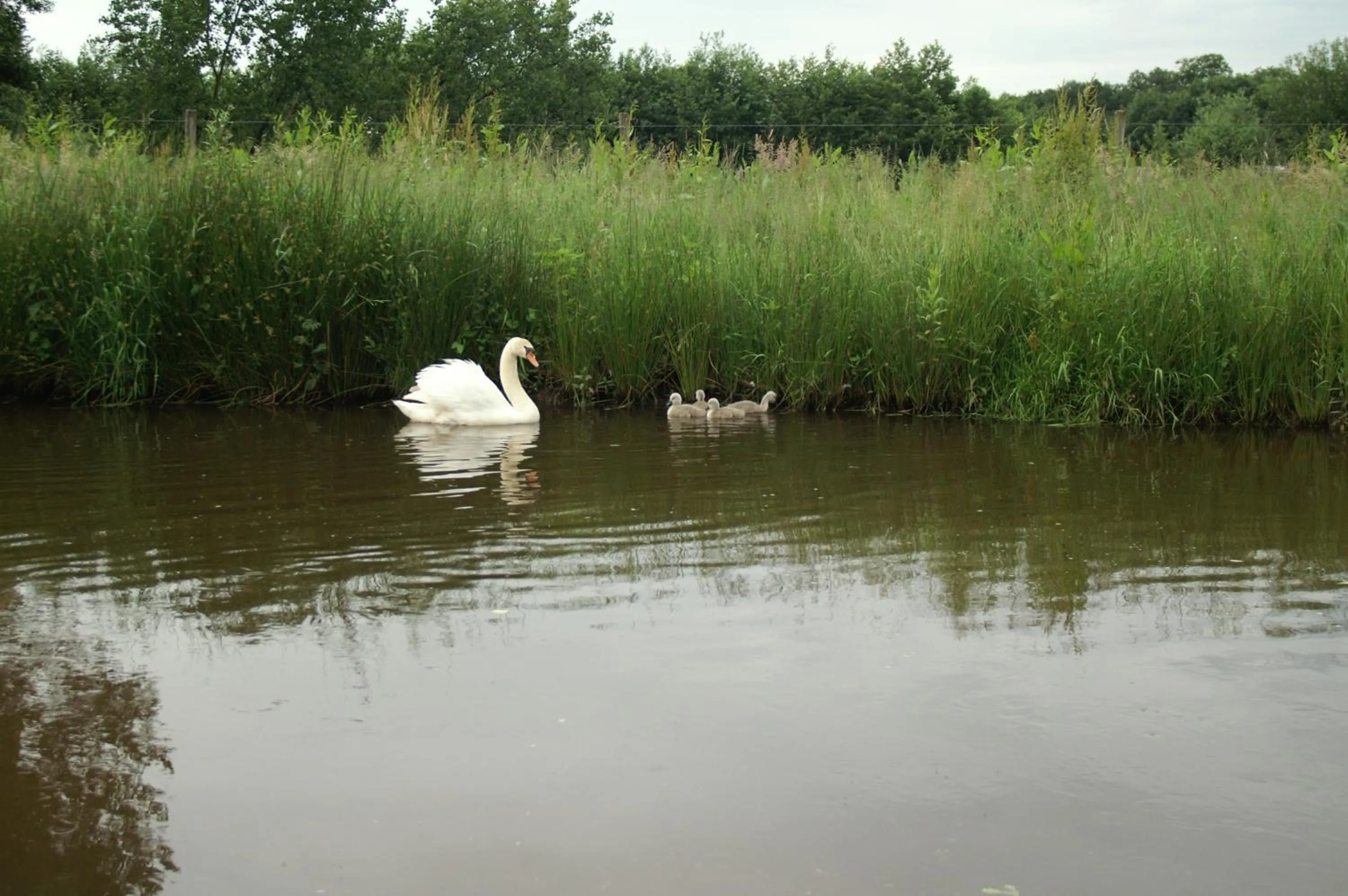 Animals in Vakantie Meerlo