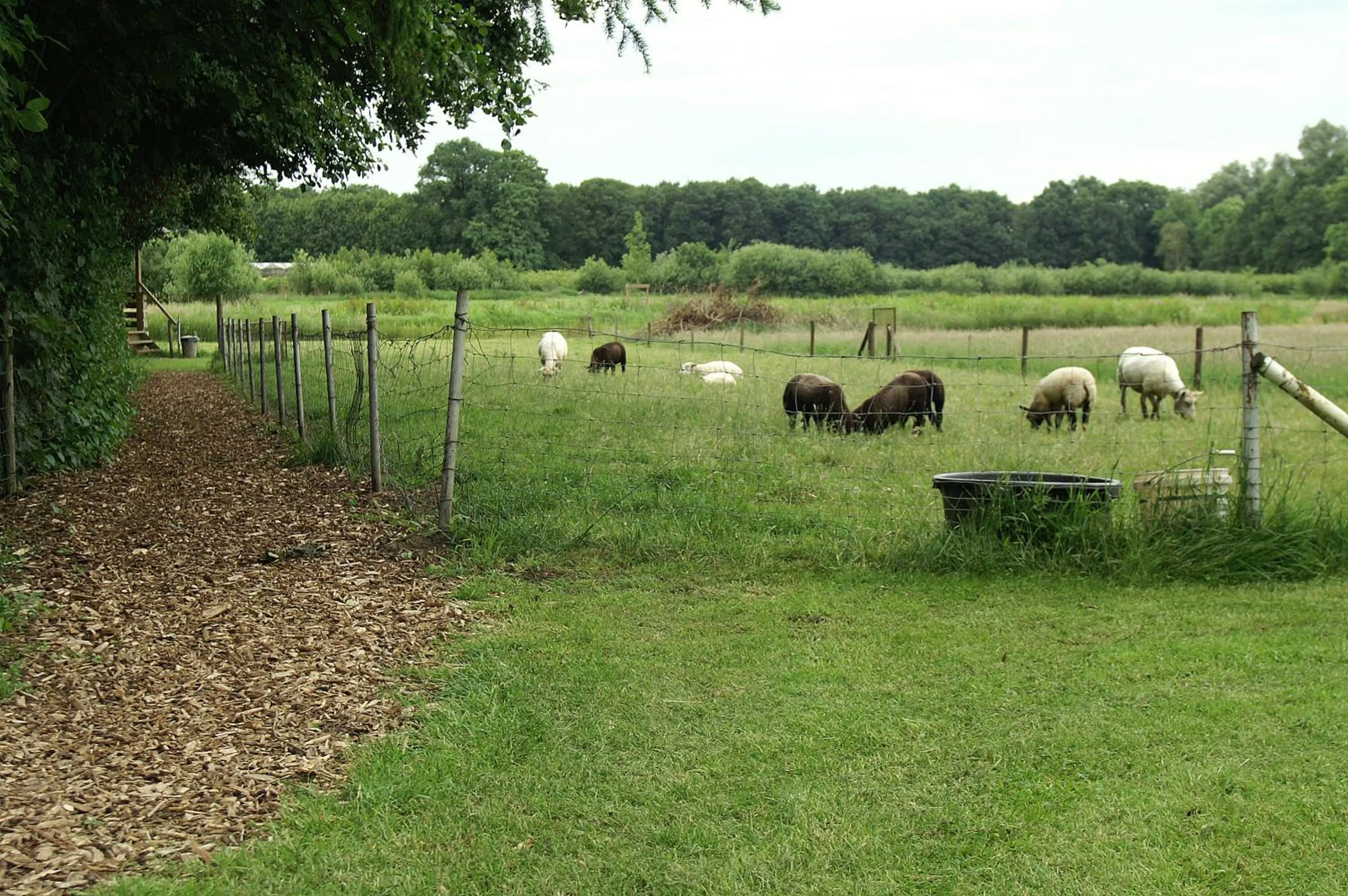 Animals in Vakantie Meerlo