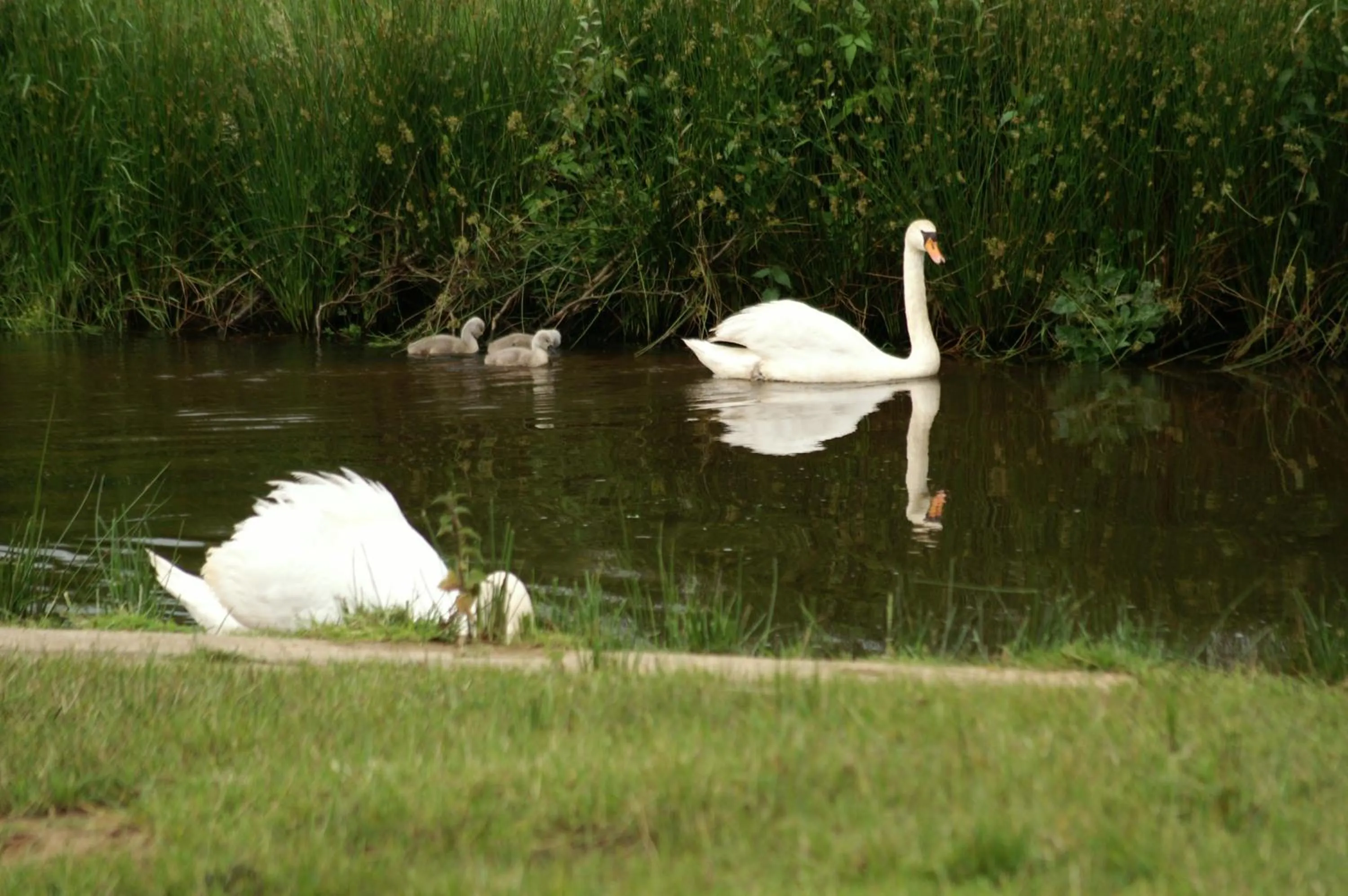 Animals in Vakantie Meerlo
