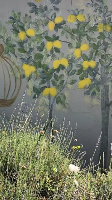 Garden in The Lemon Tree Self- Catering