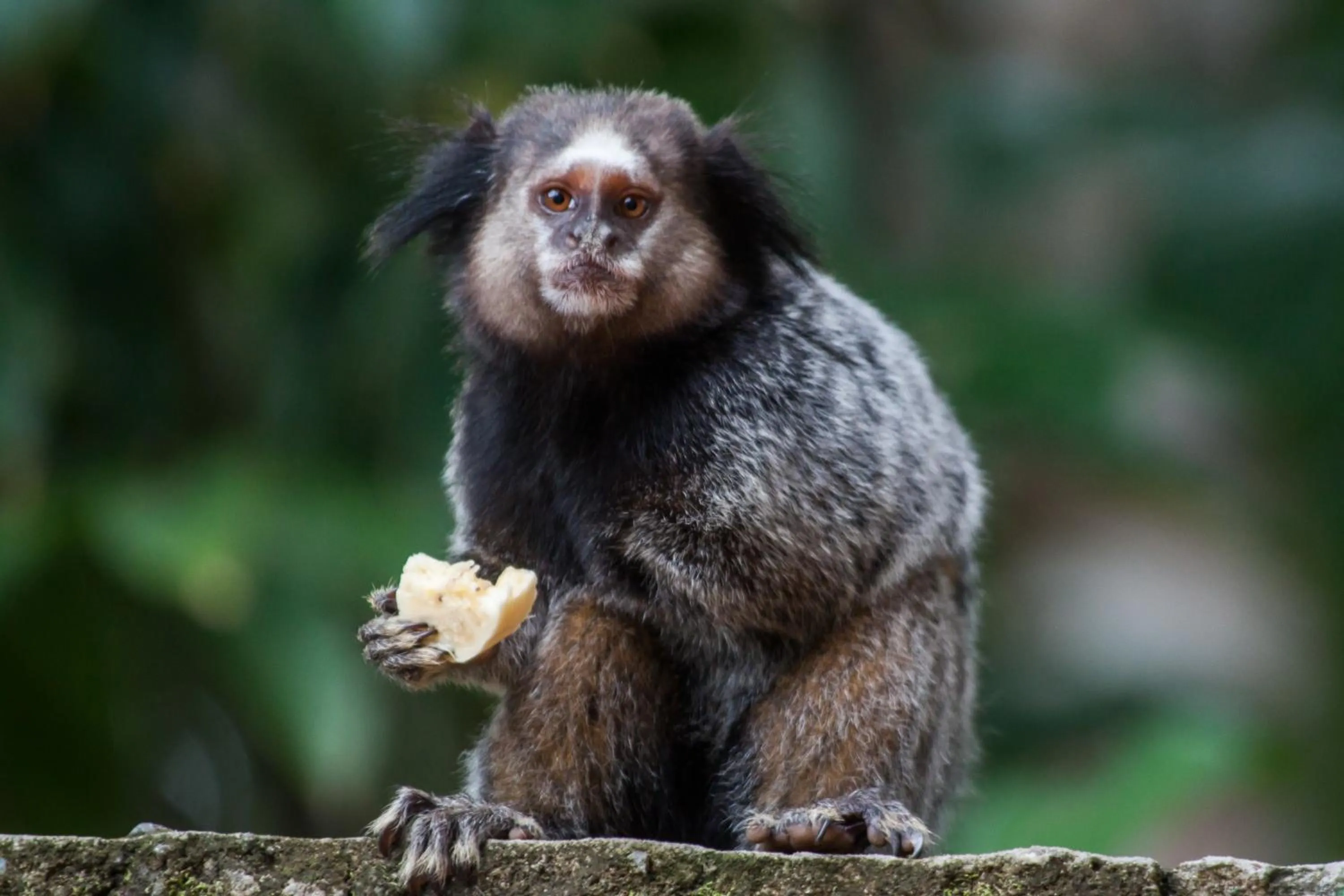 Animals in Pousada Espaço do Sagui - Taipu de Fora