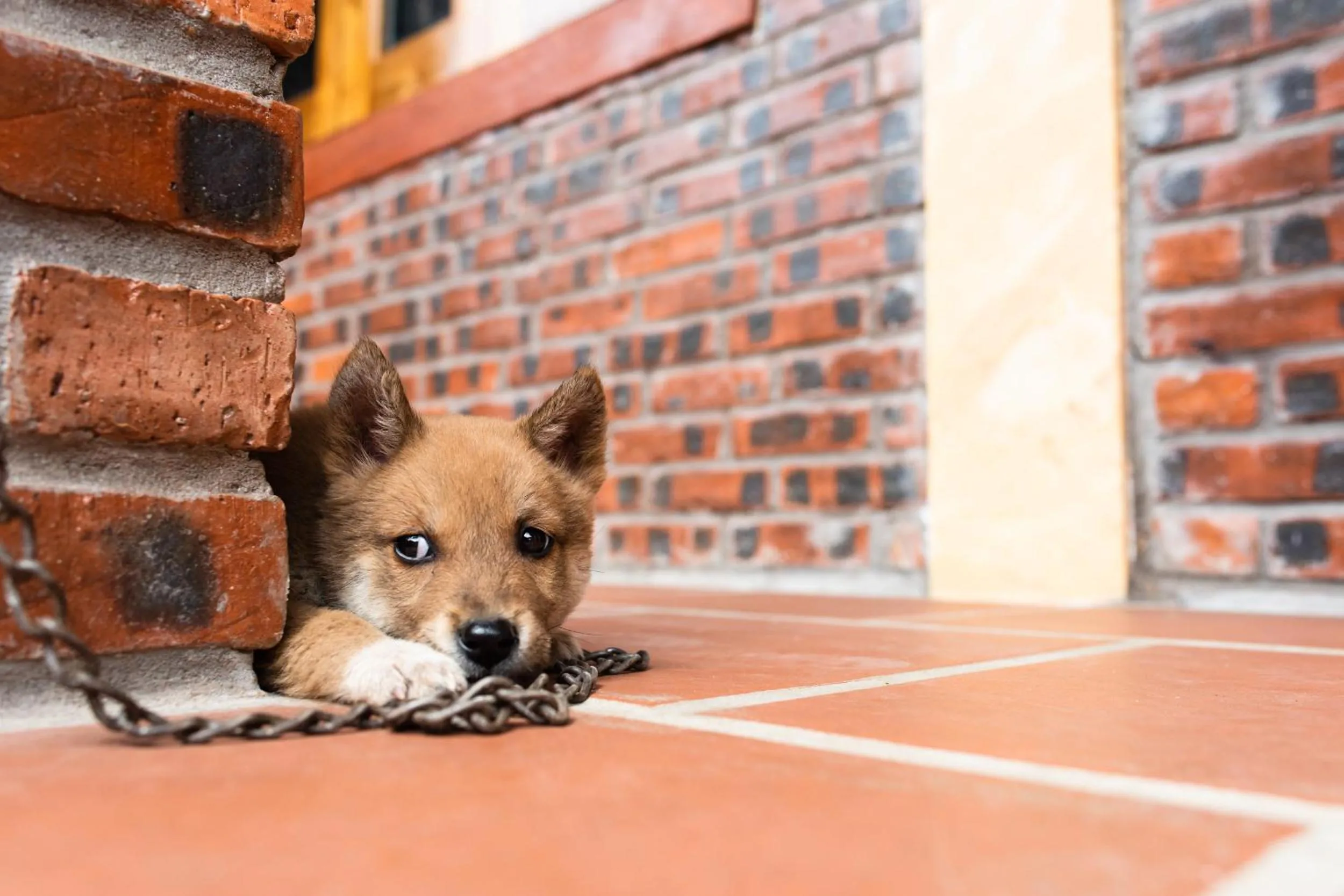 Pets in Ninh Binh Palm Homestay