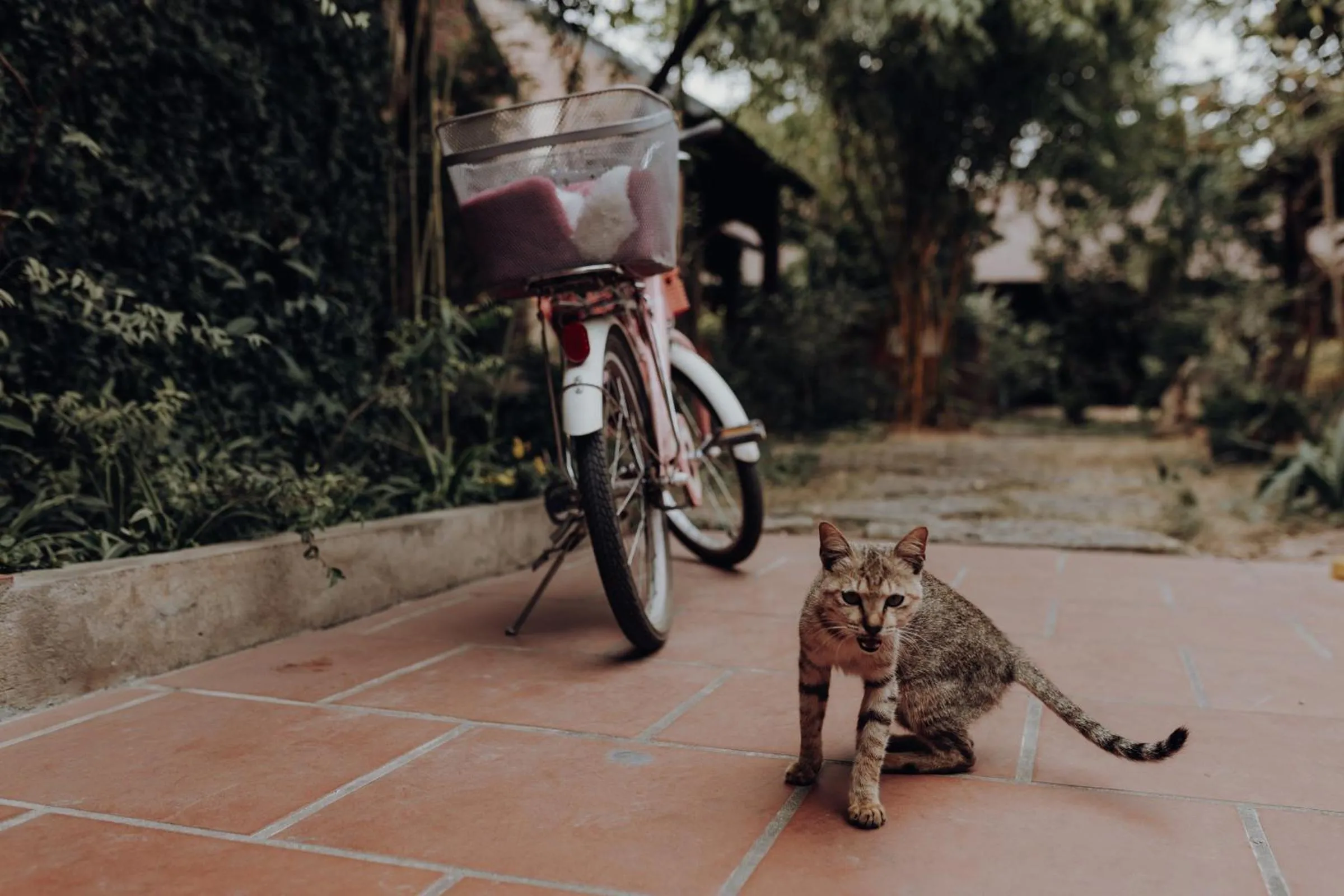 Pets in Ninh Binh Palm Homestay