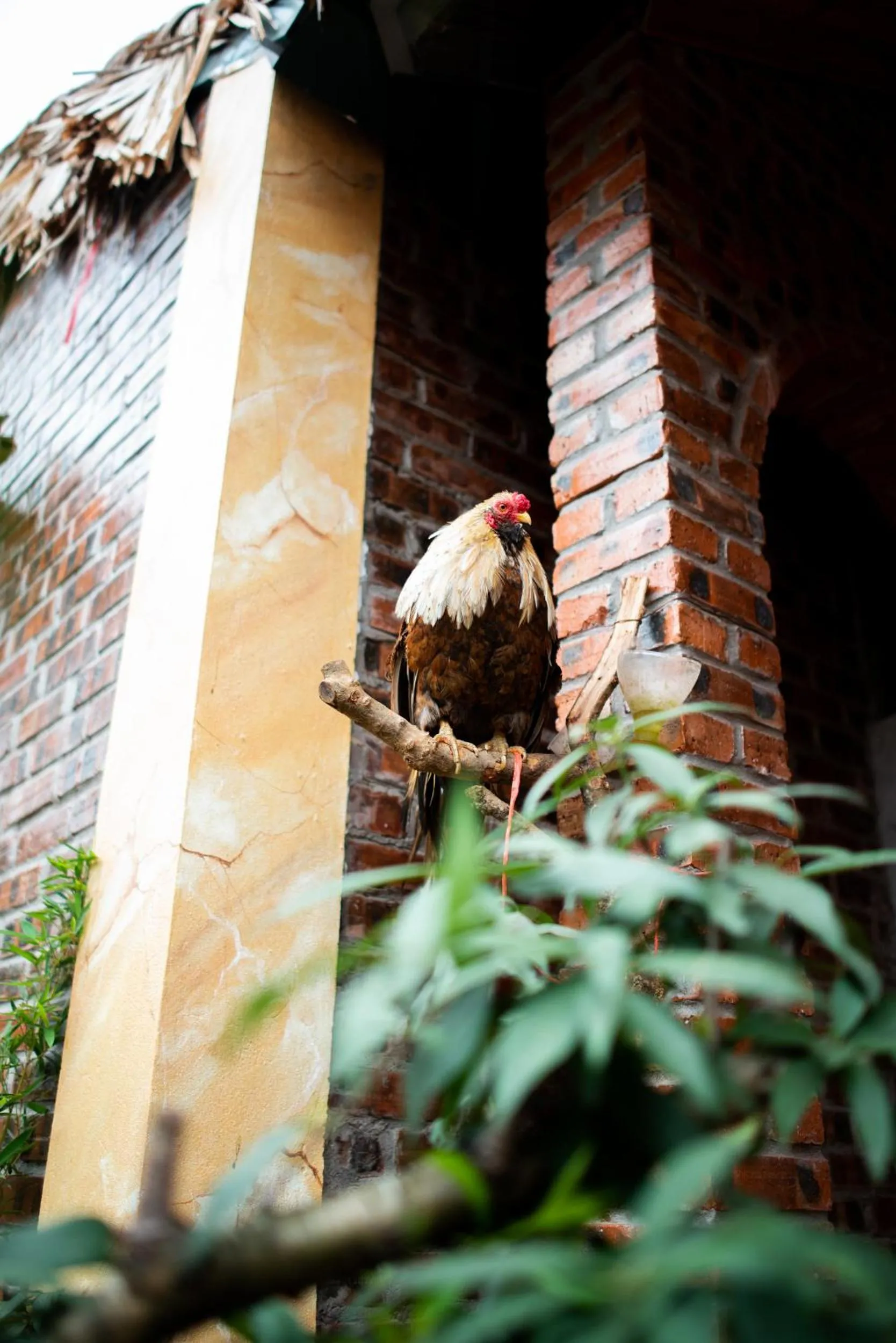 Pets in Ninh Binh Palm Homestay