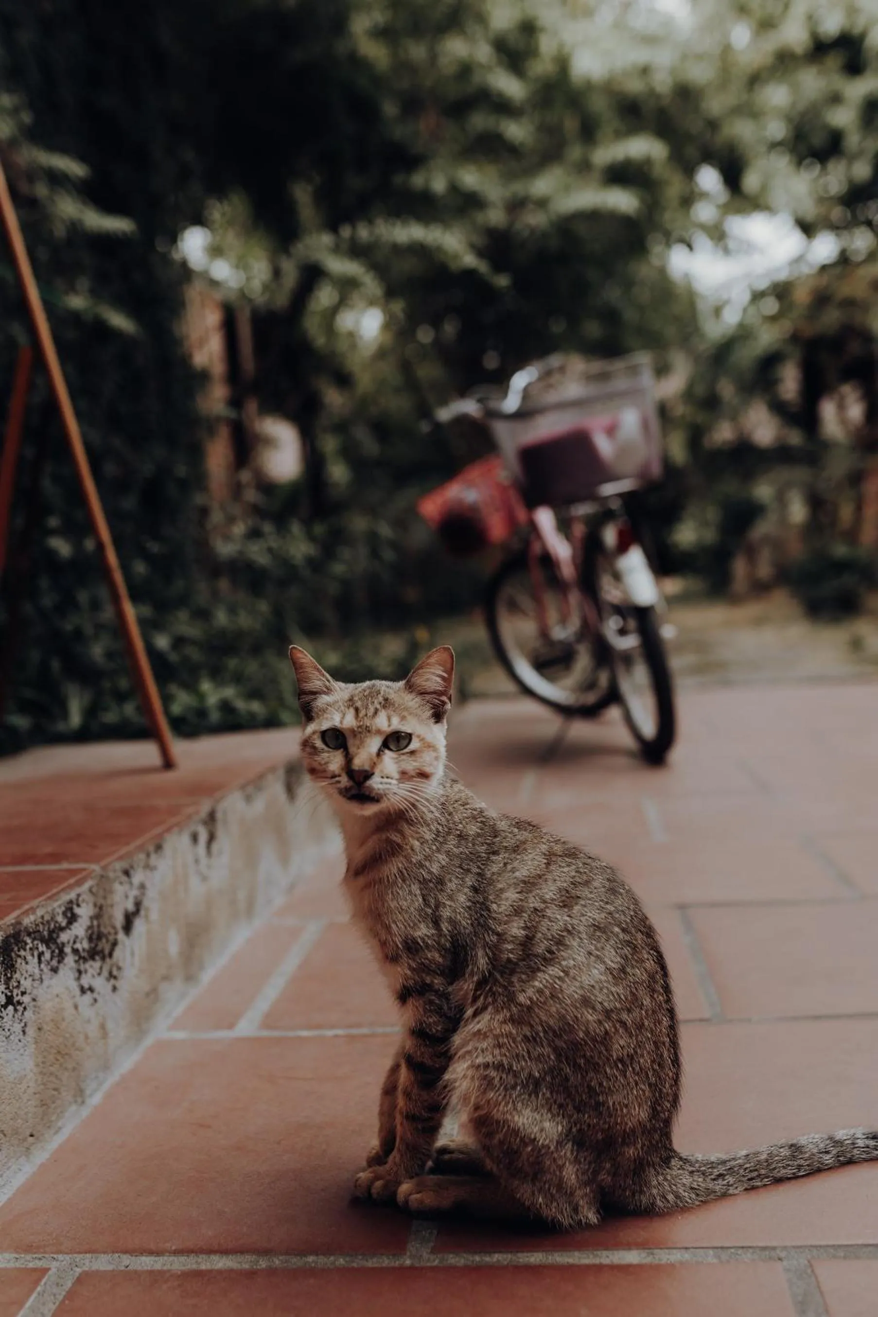 Pets in Ninh Binh Palm Homestay