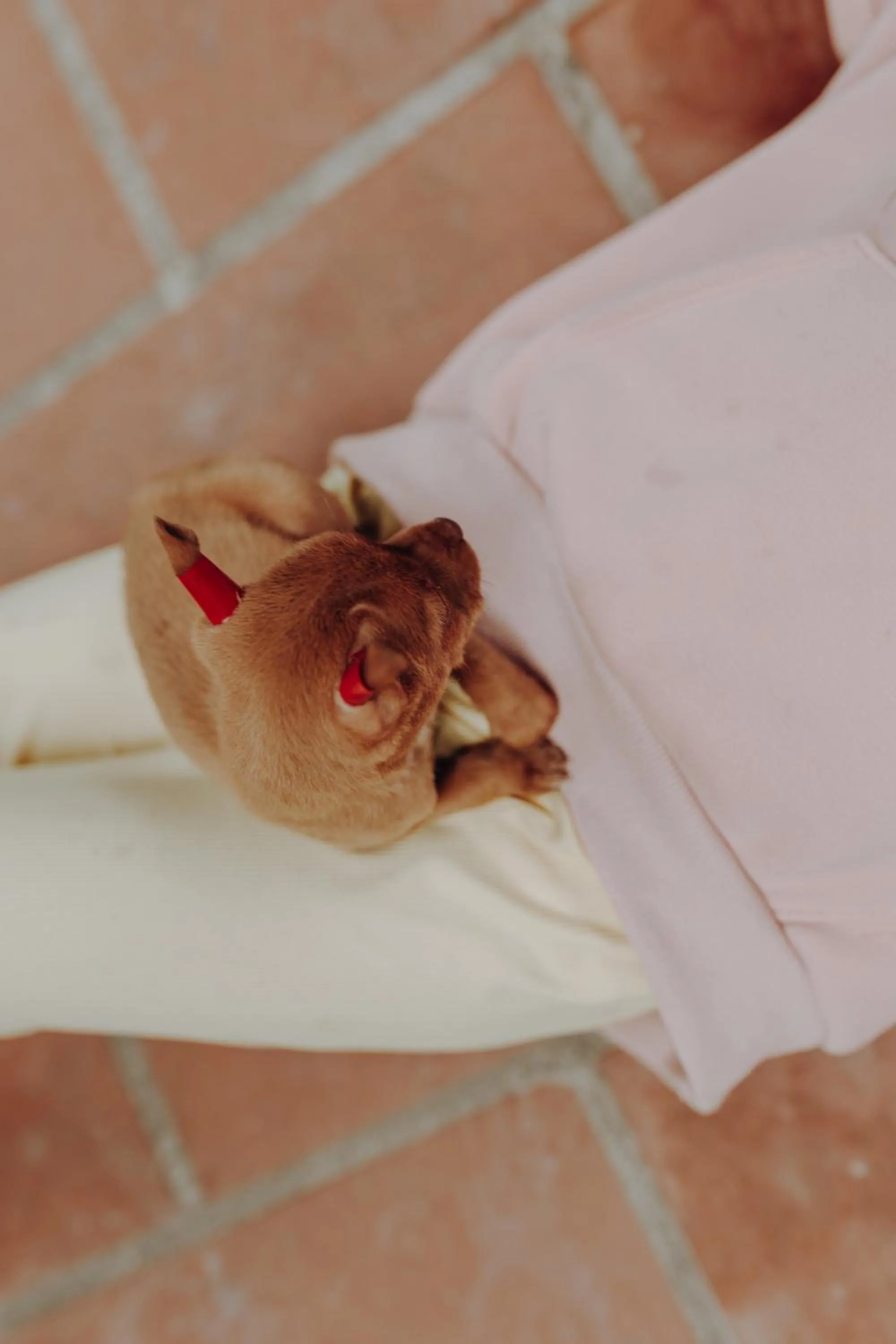 Pets in Ninh Binh Palm Homestay