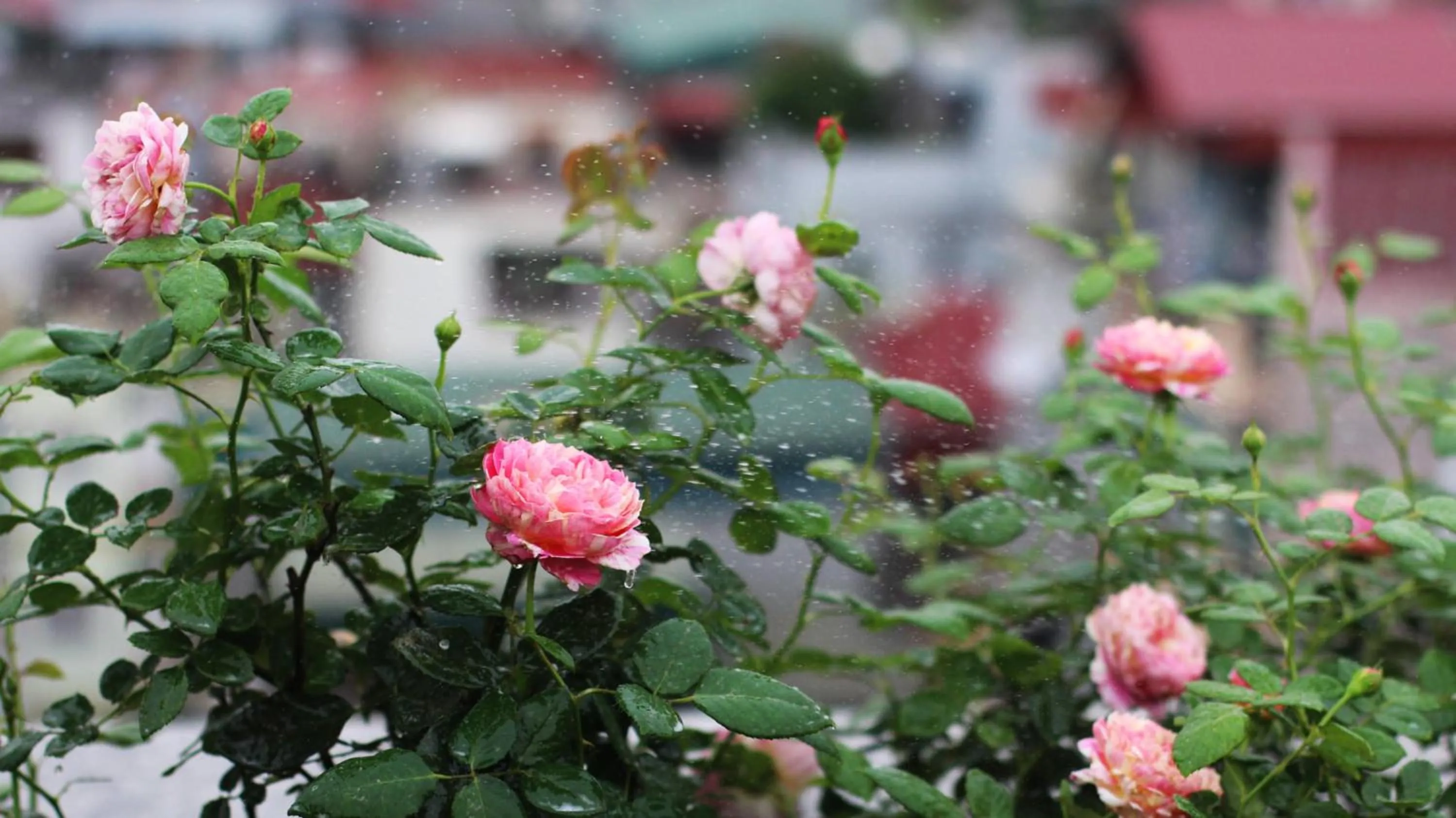 Garden in The Bloom Pham Viet Chanh - Modern Living Space in Saigon - A Top Choice for Western Travelers