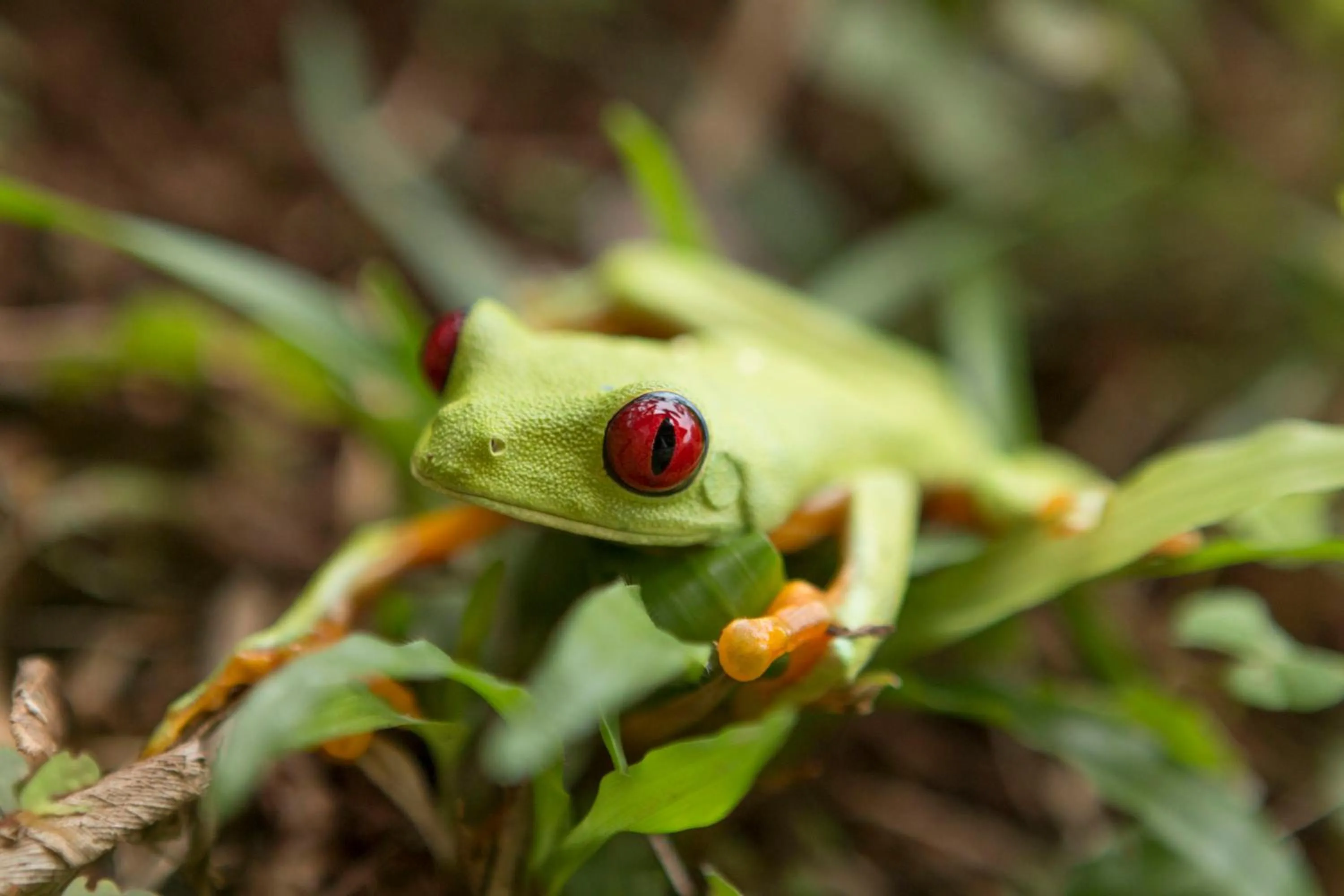 Animals in Alma de Ojochal